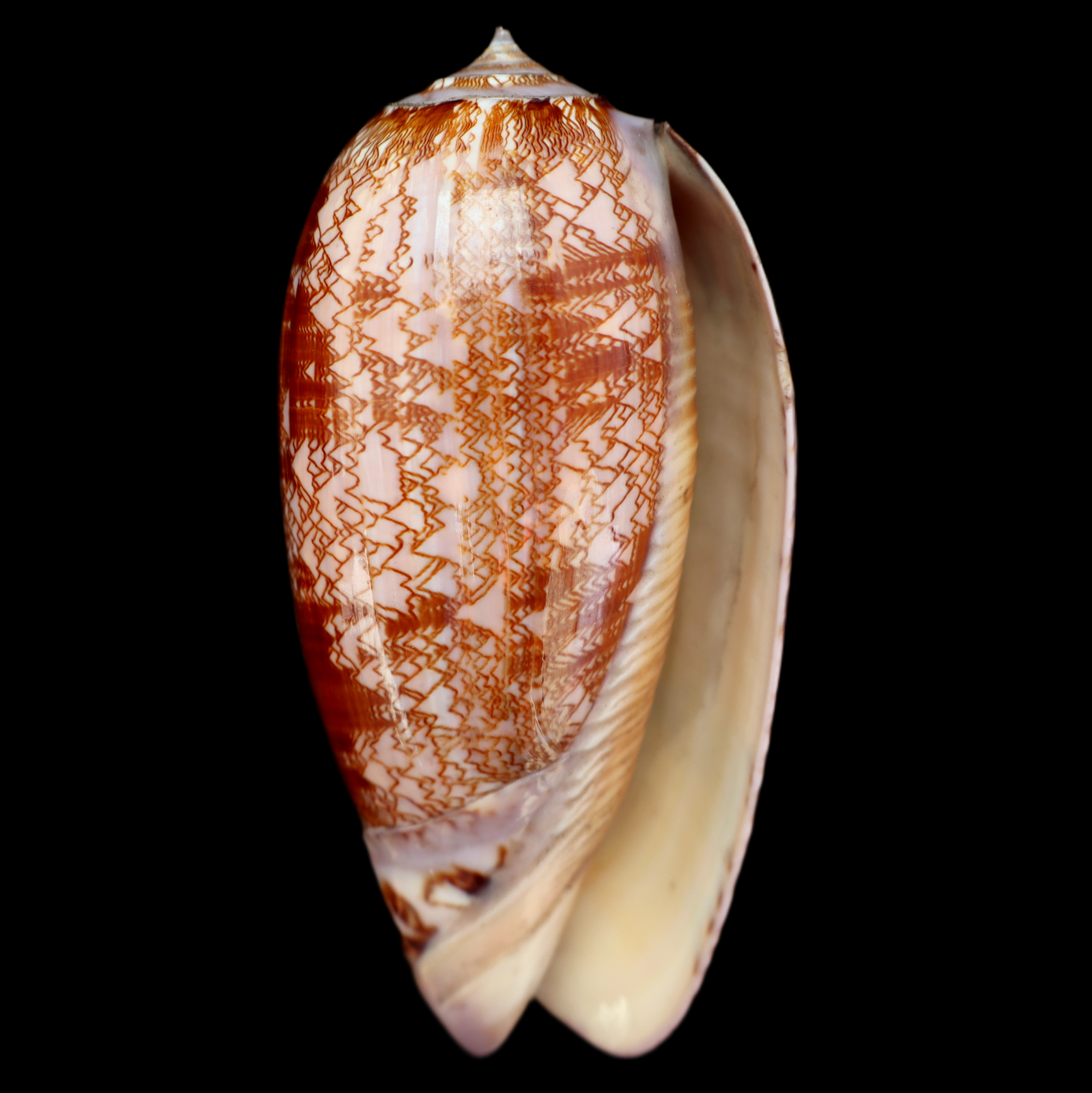 OL106 Oliva porphyria