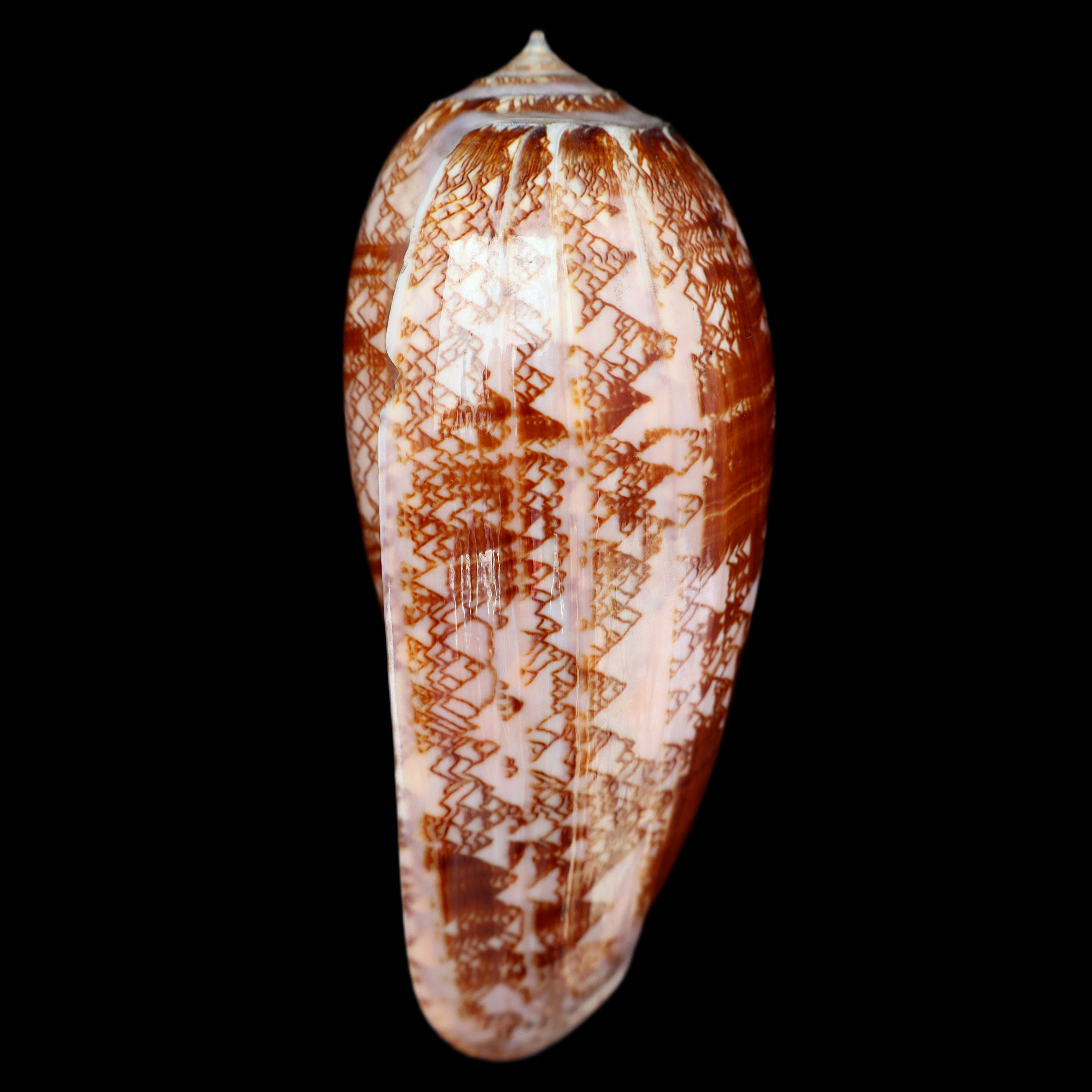 OL106 Oliva porphyria
