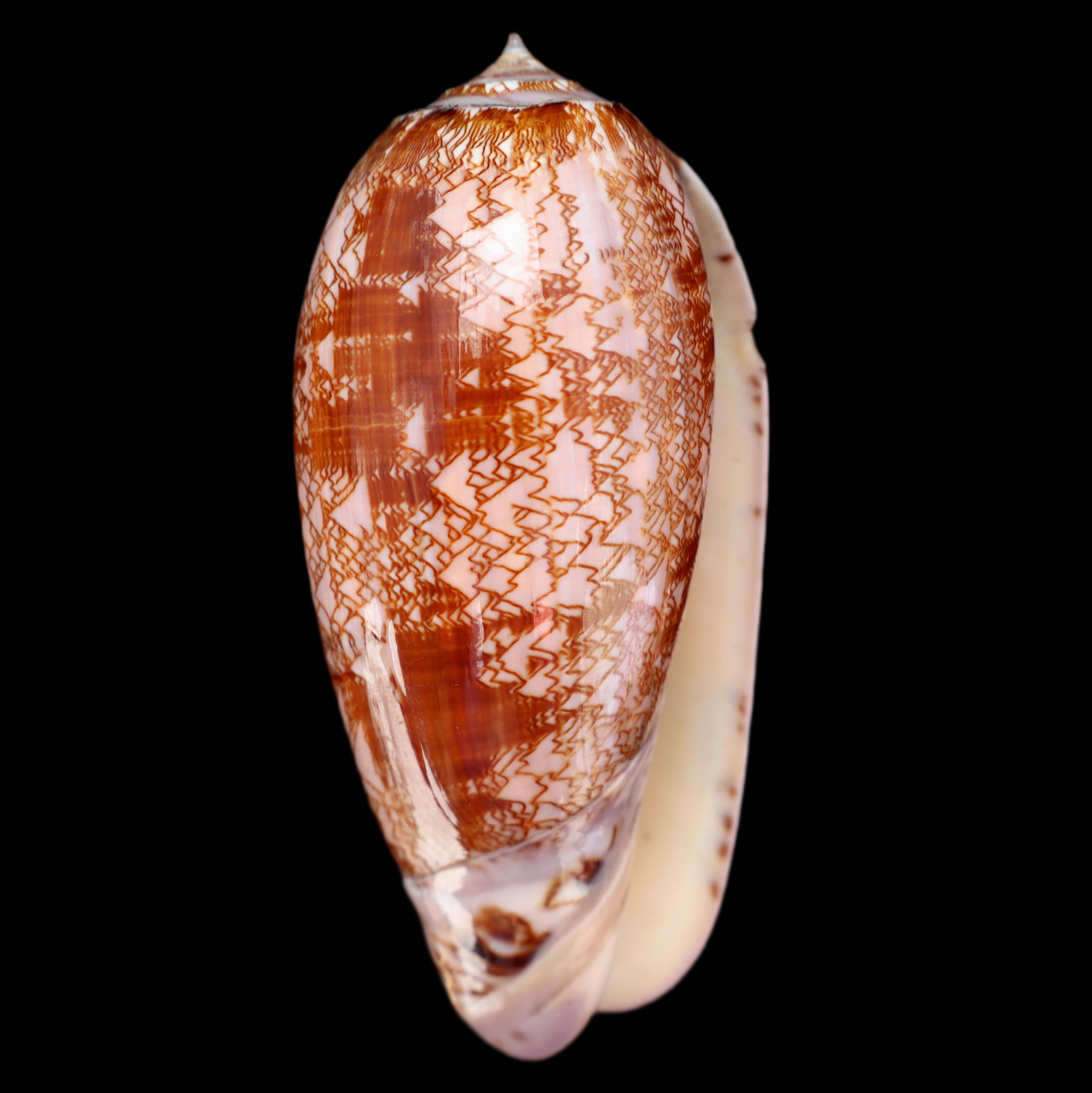 OL106 Oliva porphyria