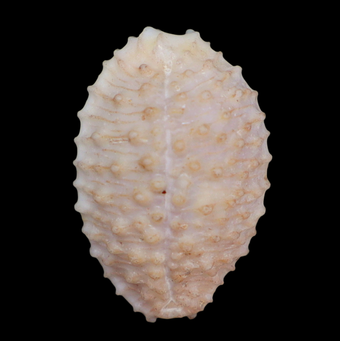 CY172 Nucleolaria hinuhinu