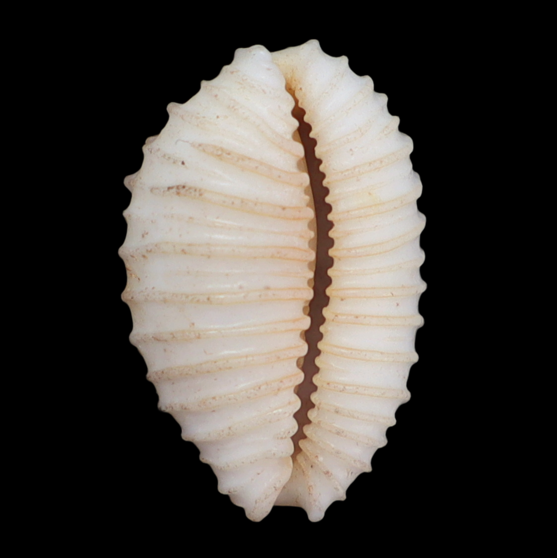 CY172 Nucleolaria hinuhinu