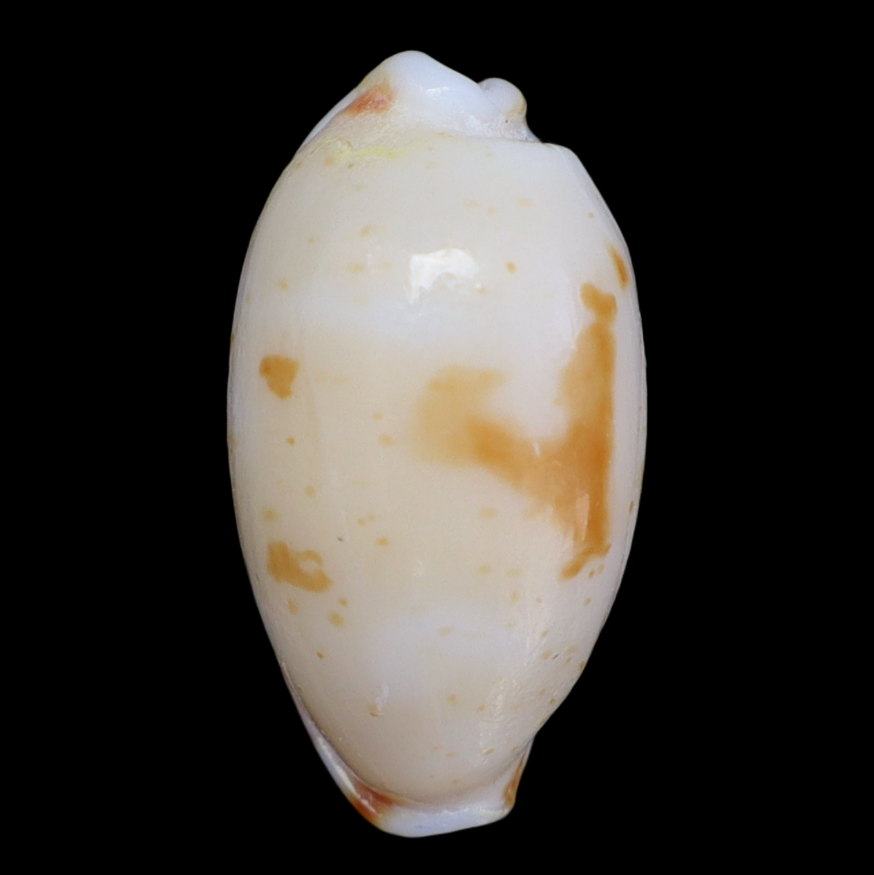 CY199 Bistolida hirundo francisca