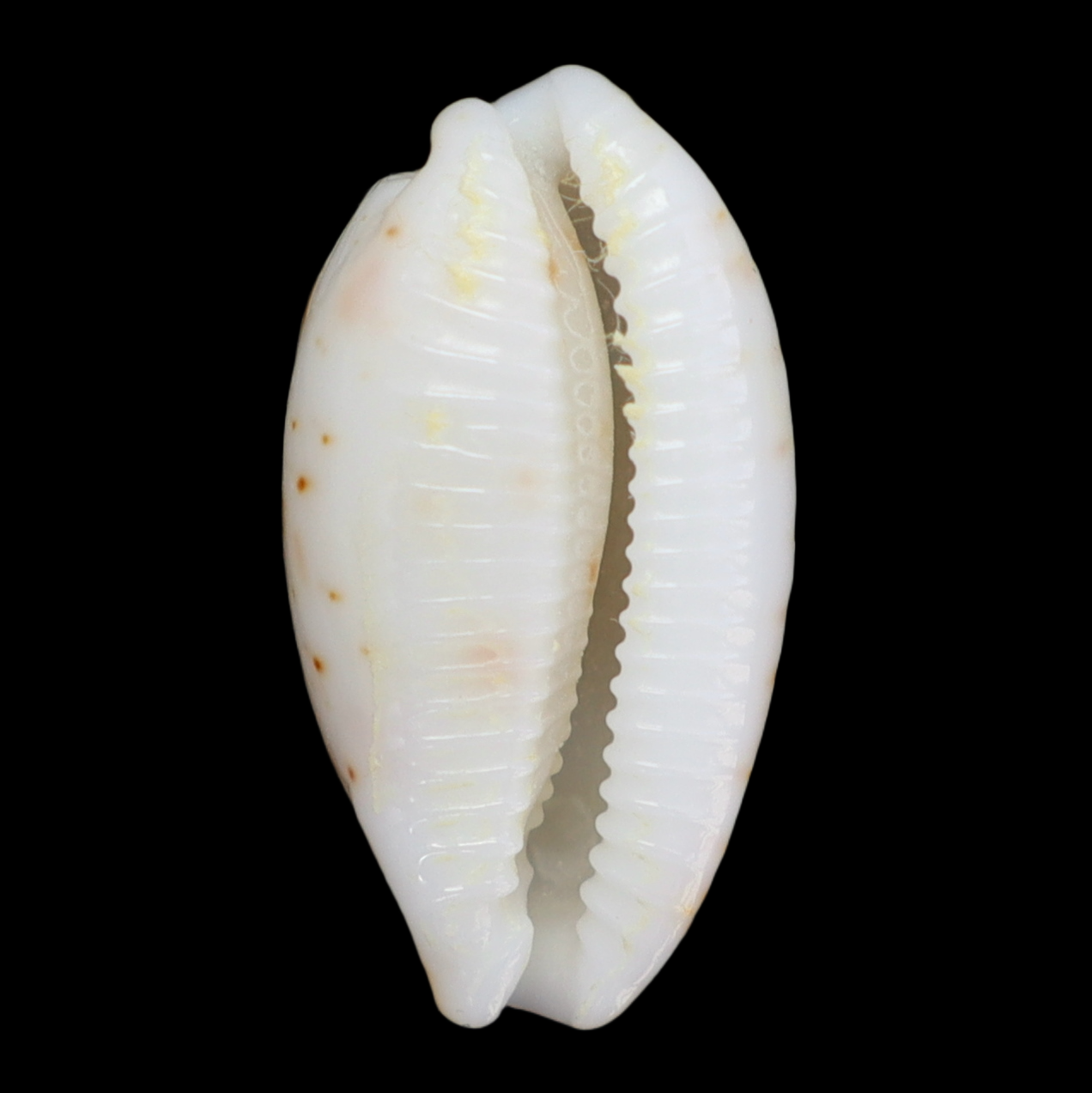 CY199 Bistolida hirundo francisca
