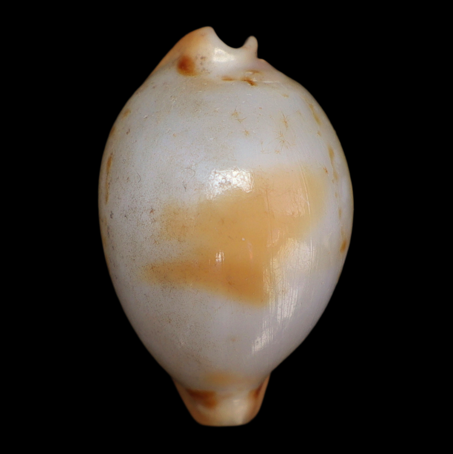 CY252 Nesiocypraea midwayensis