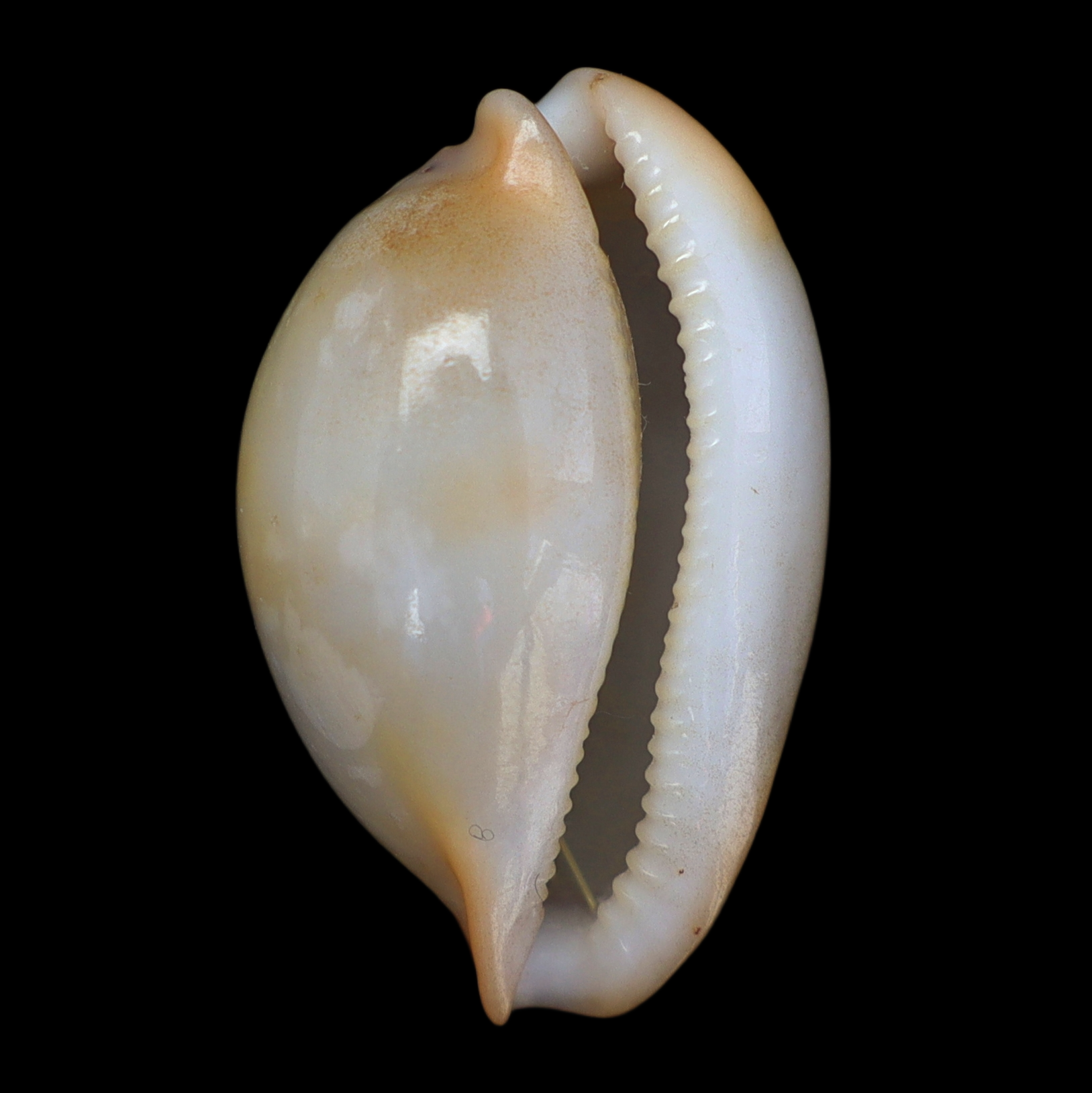 CY252 Nesiocypraea midwayensis