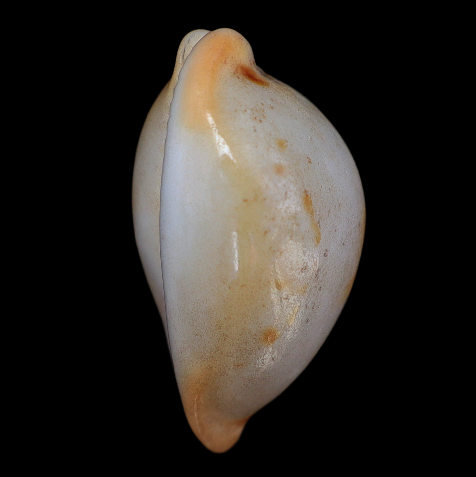 CY252 Nesiocypraea midwayensis