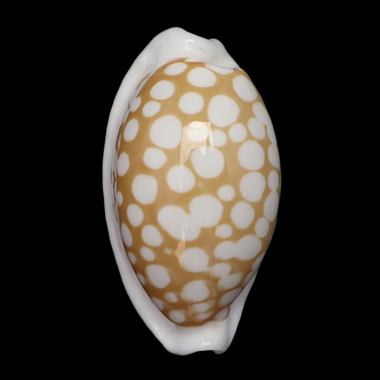 CY190 Cribrarula gaspardi