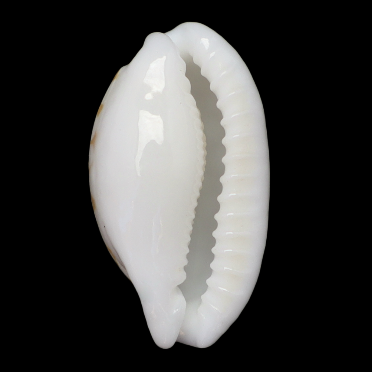CY190 Cribrarula gaspardi