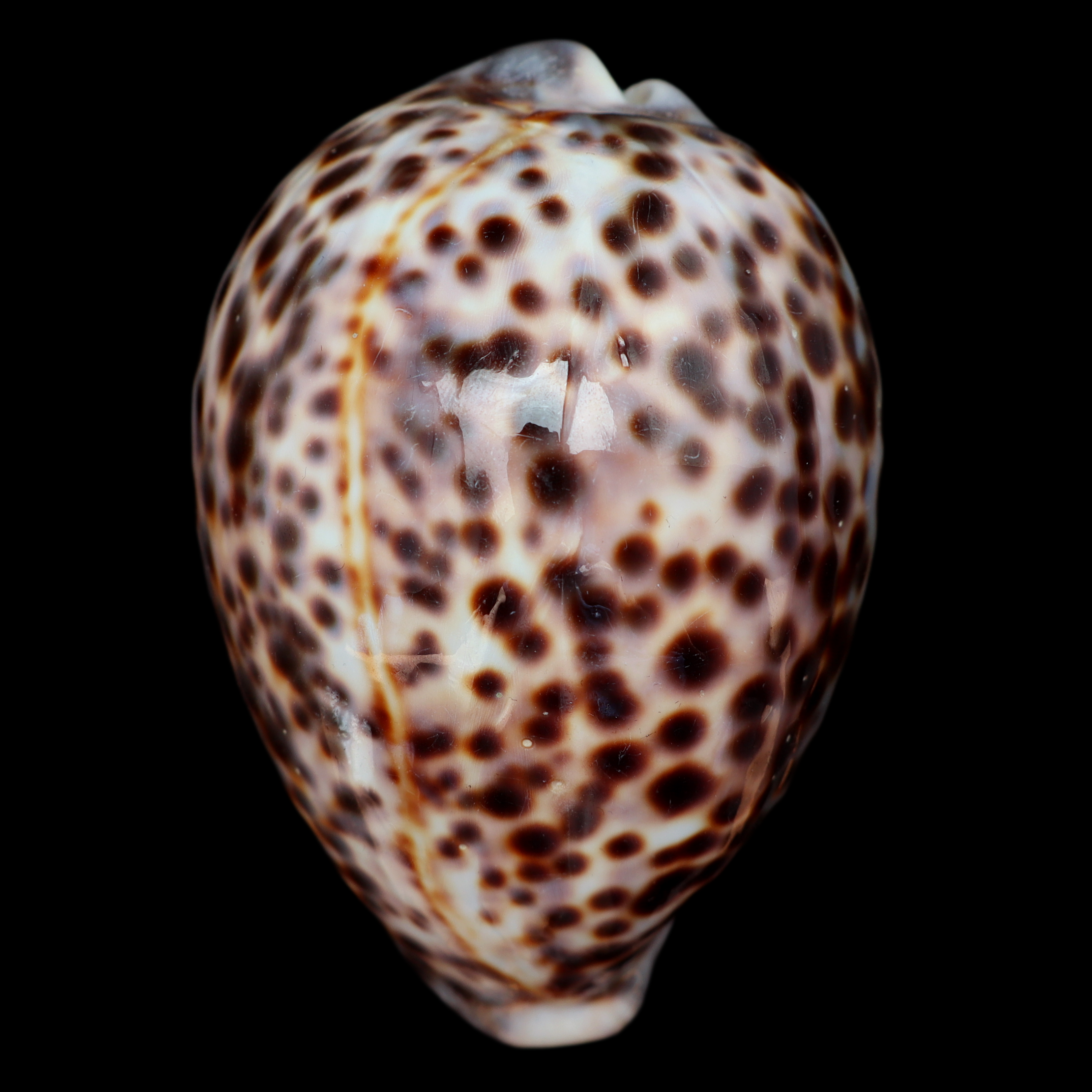 CY112 Cypraea tigris schilderiana