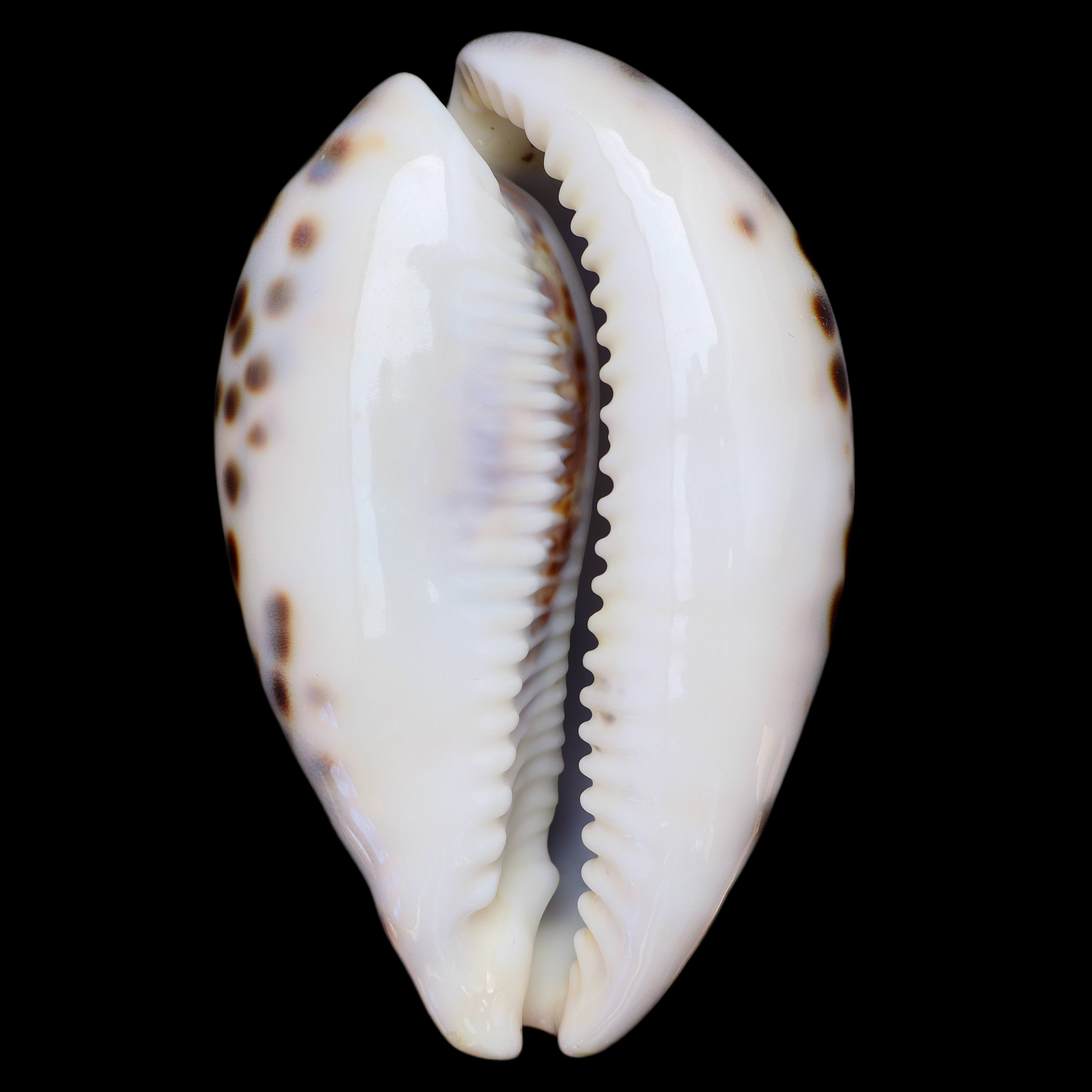 CY112 Cypraea tigris schilderiana