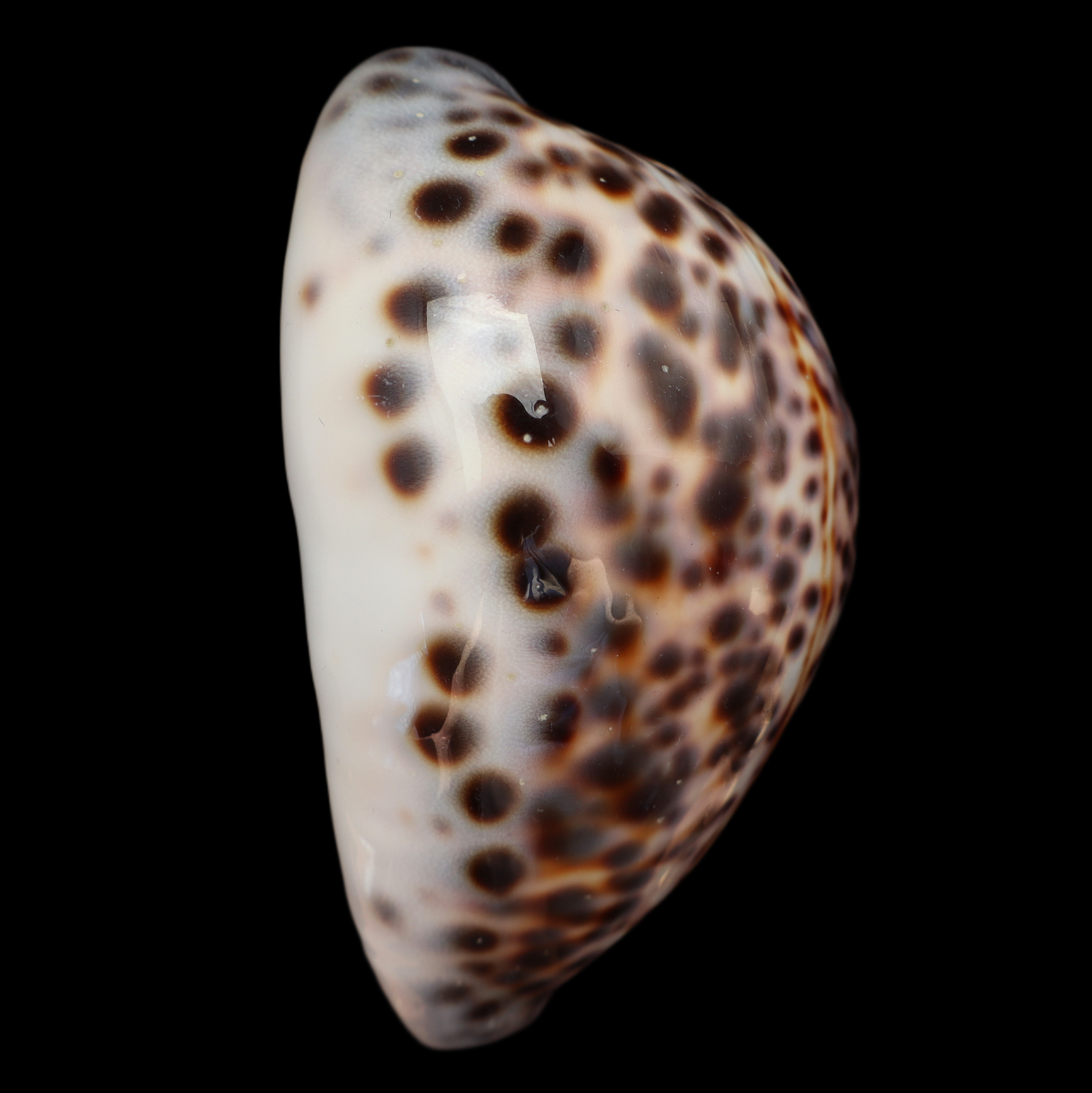CY112 Cypraea tigris schilderiana