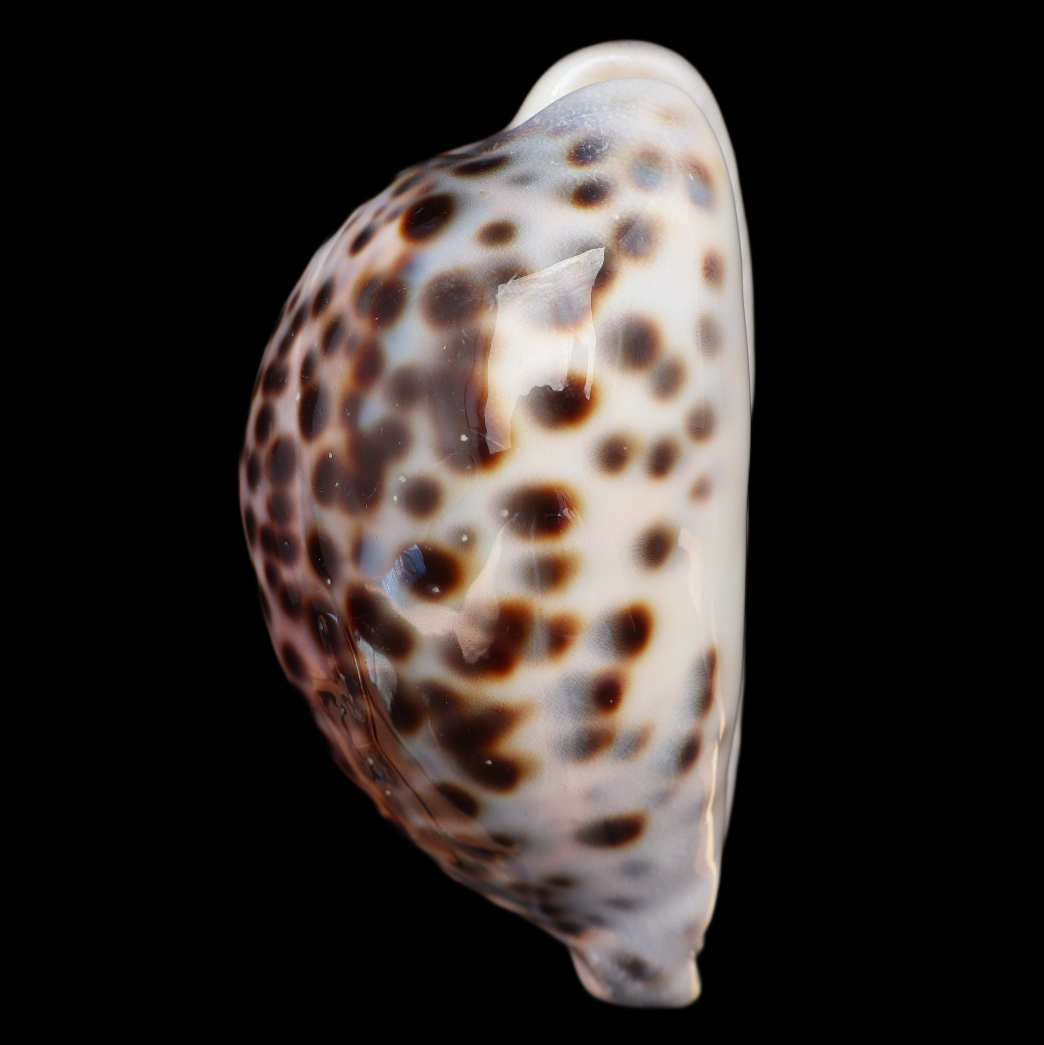 CY112 Cypraea tigris schilderiana