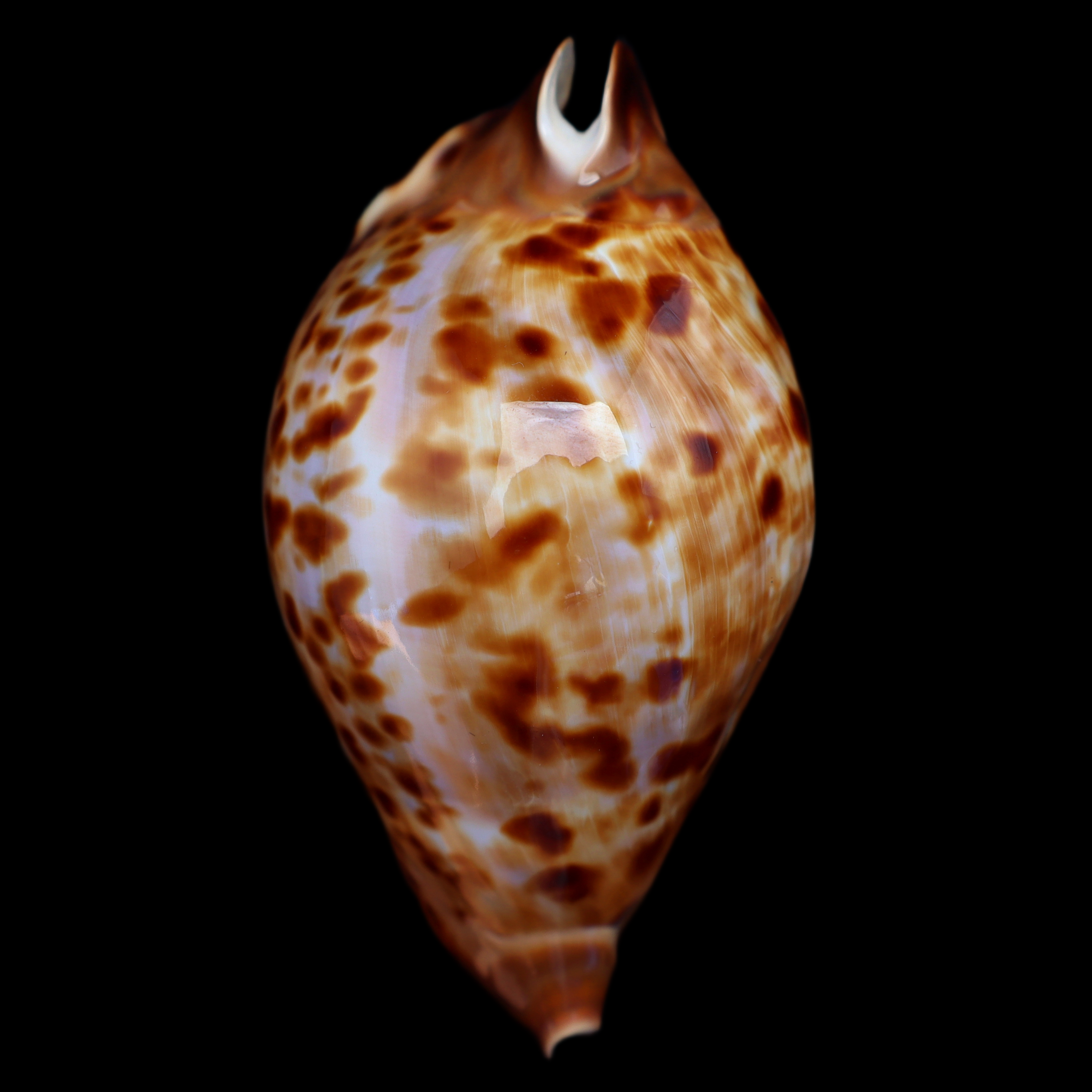 CY874 Zoila friendii friendii