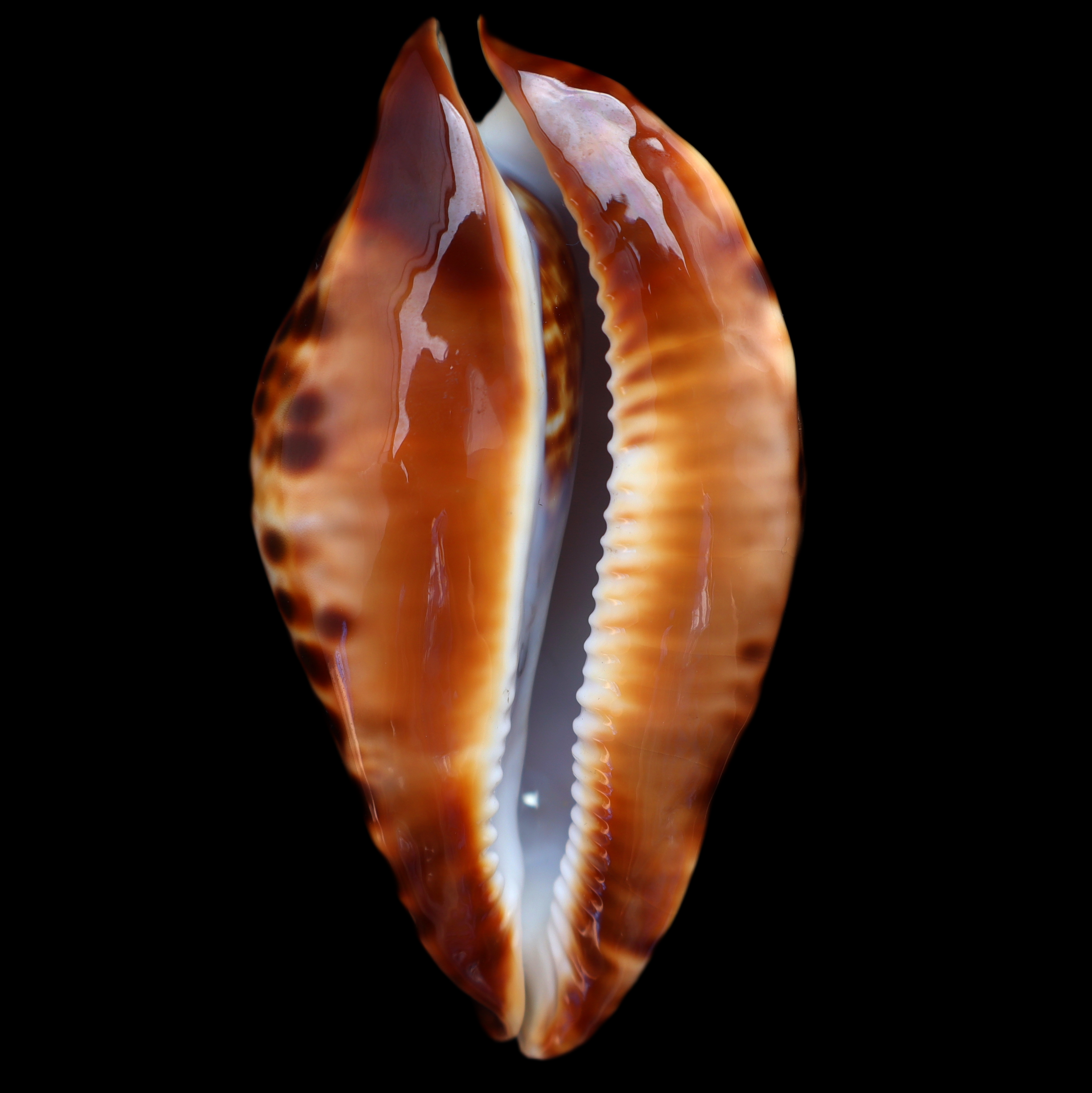 CY874 Zoila friendii friendii