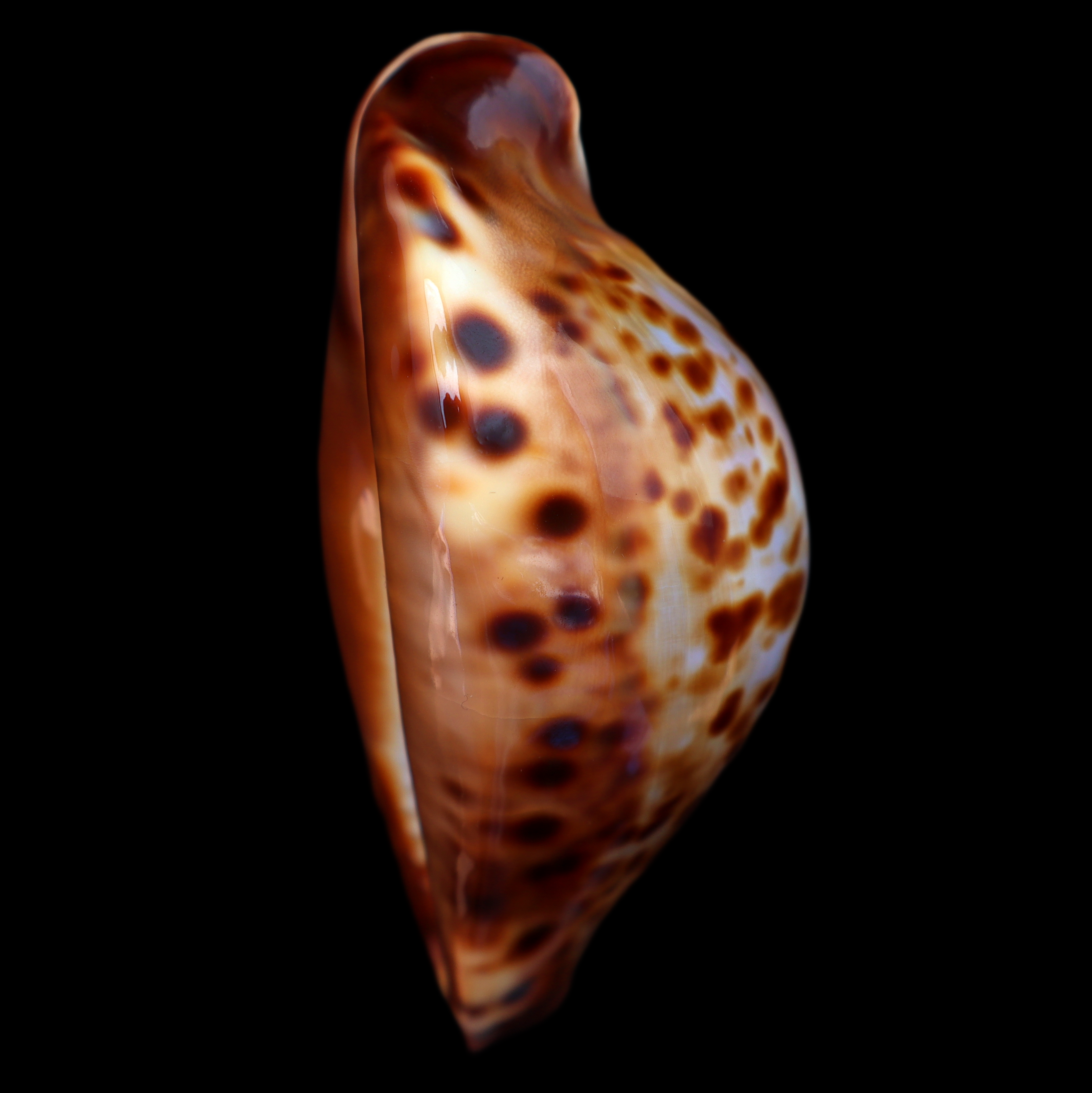 CY874 Zoila friendii friendii