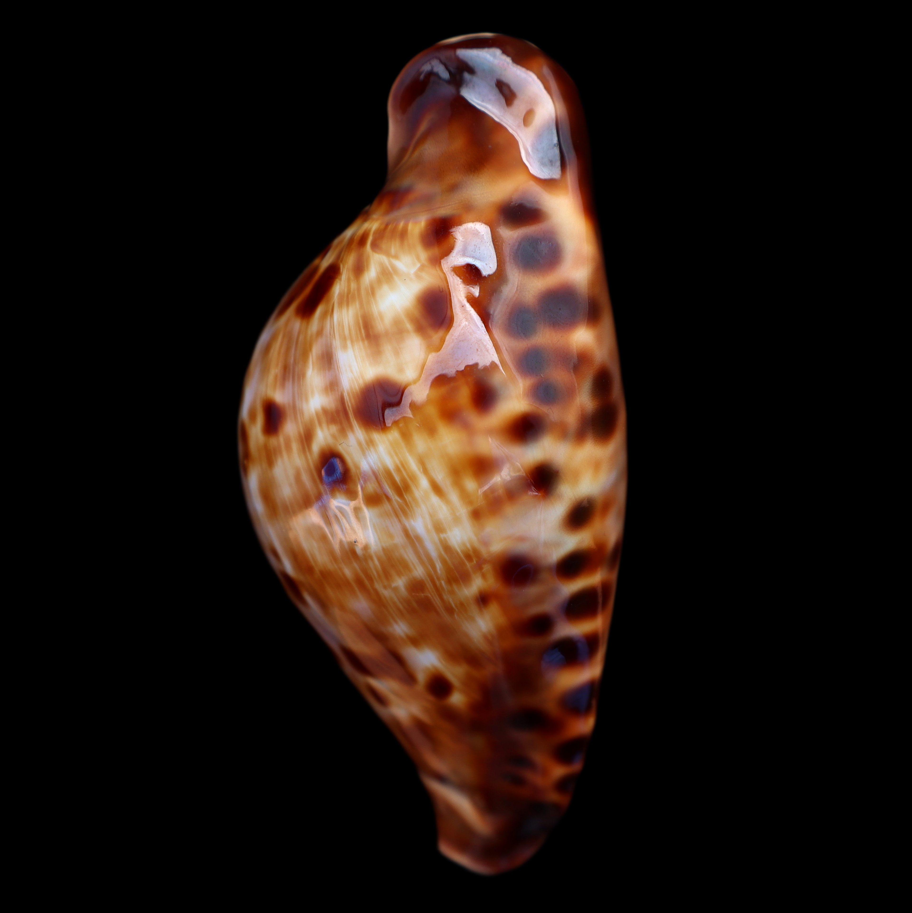 CY874 Zoila friendii friendii