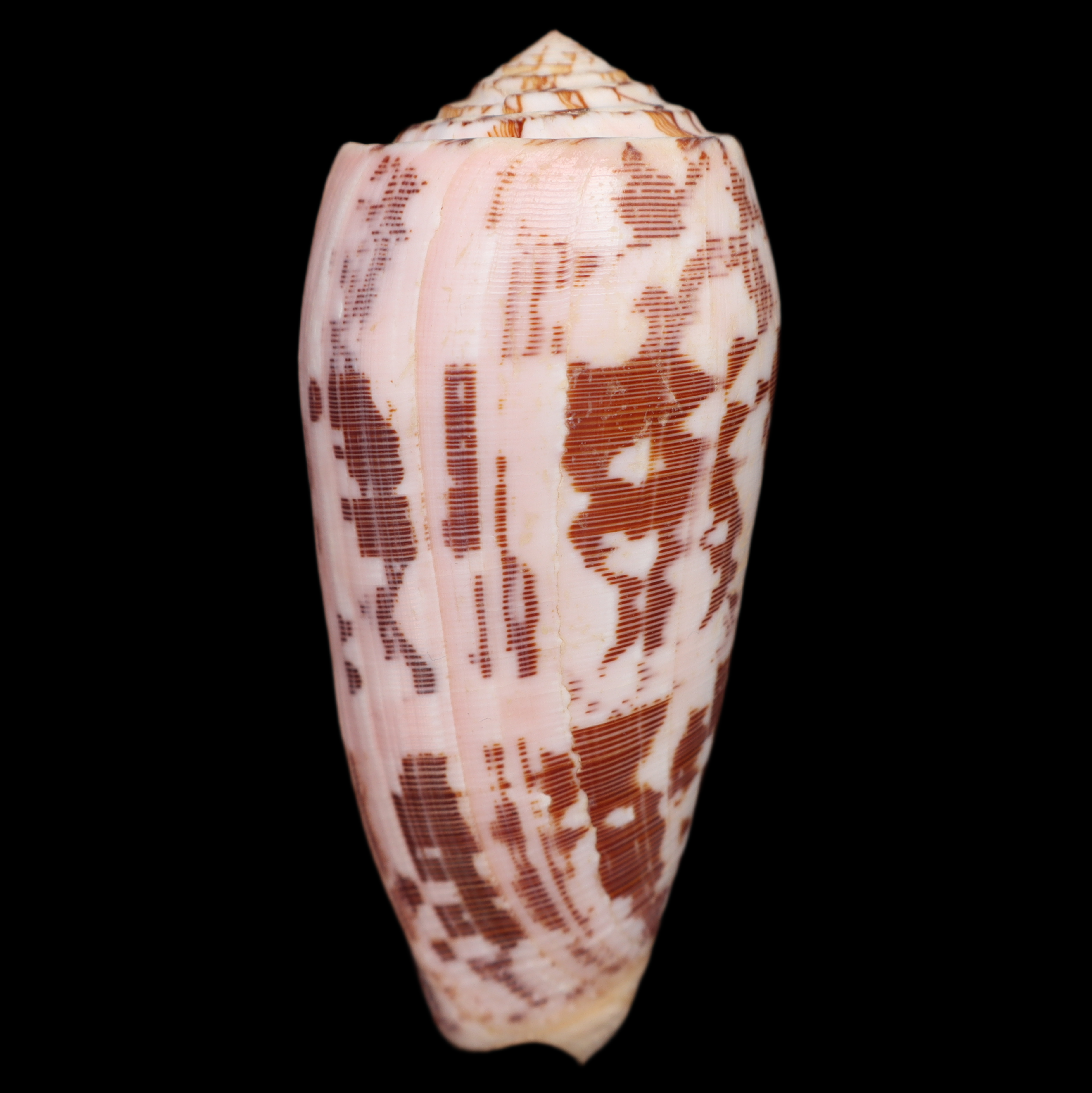 CO880 Pionoconus striatus oahuensis