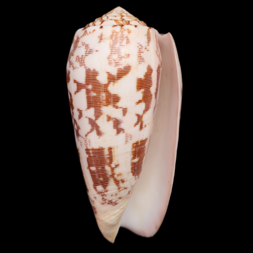 CO880 Pionoconus striatus oahuensis