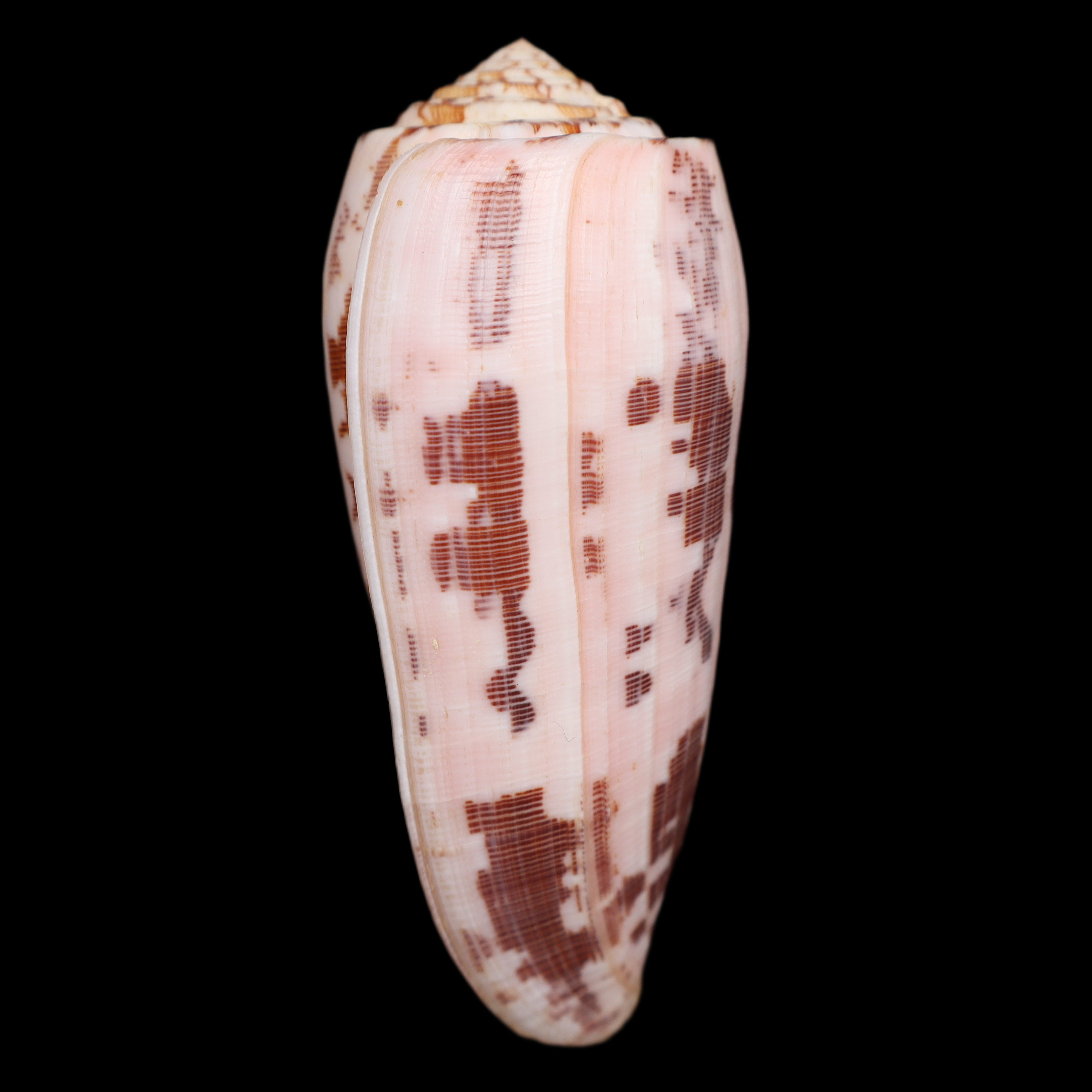 CO880 Pionoconus striatus oahuensis
