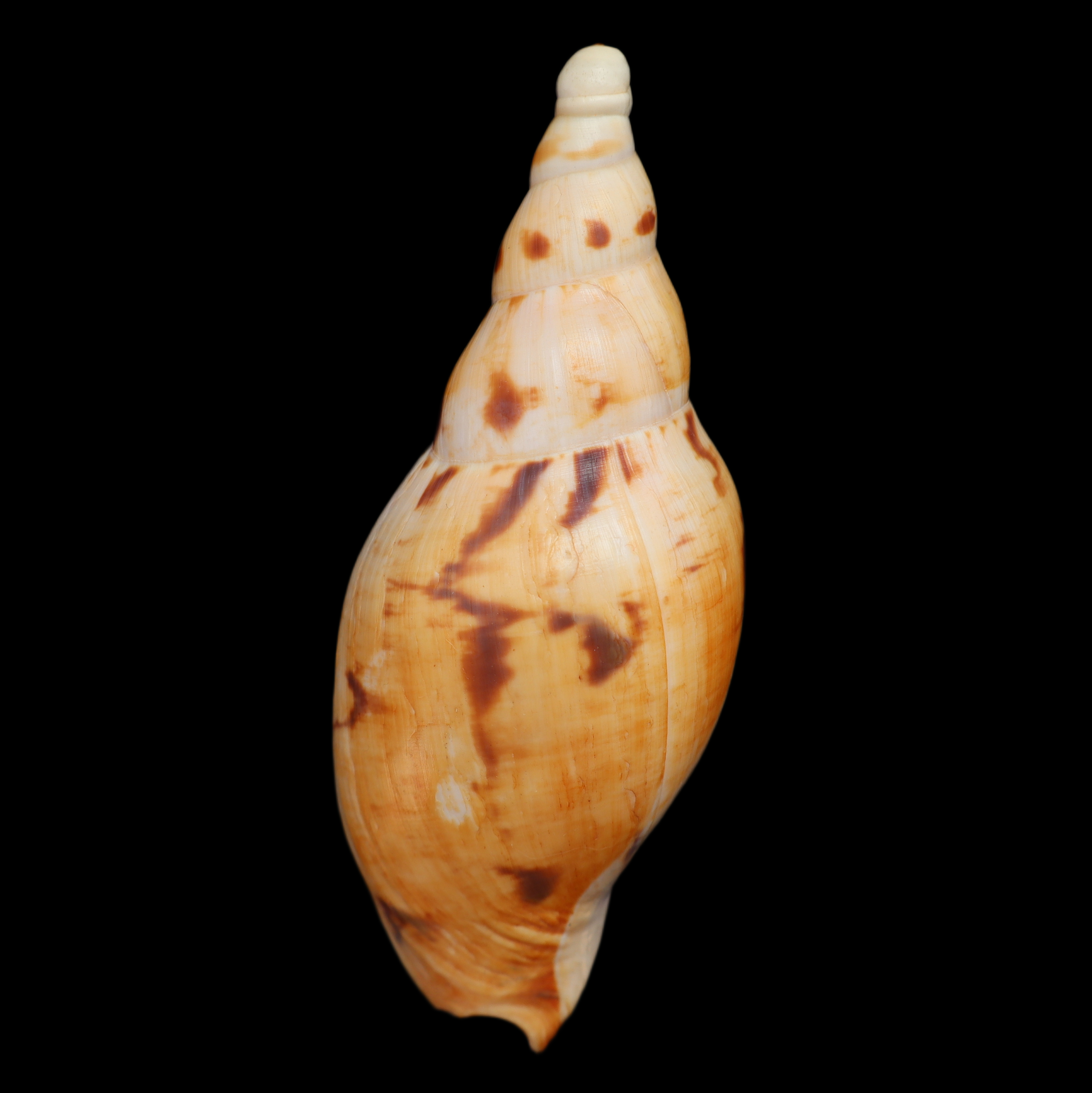 VO112 Ericusa fulgetrum lunisligata