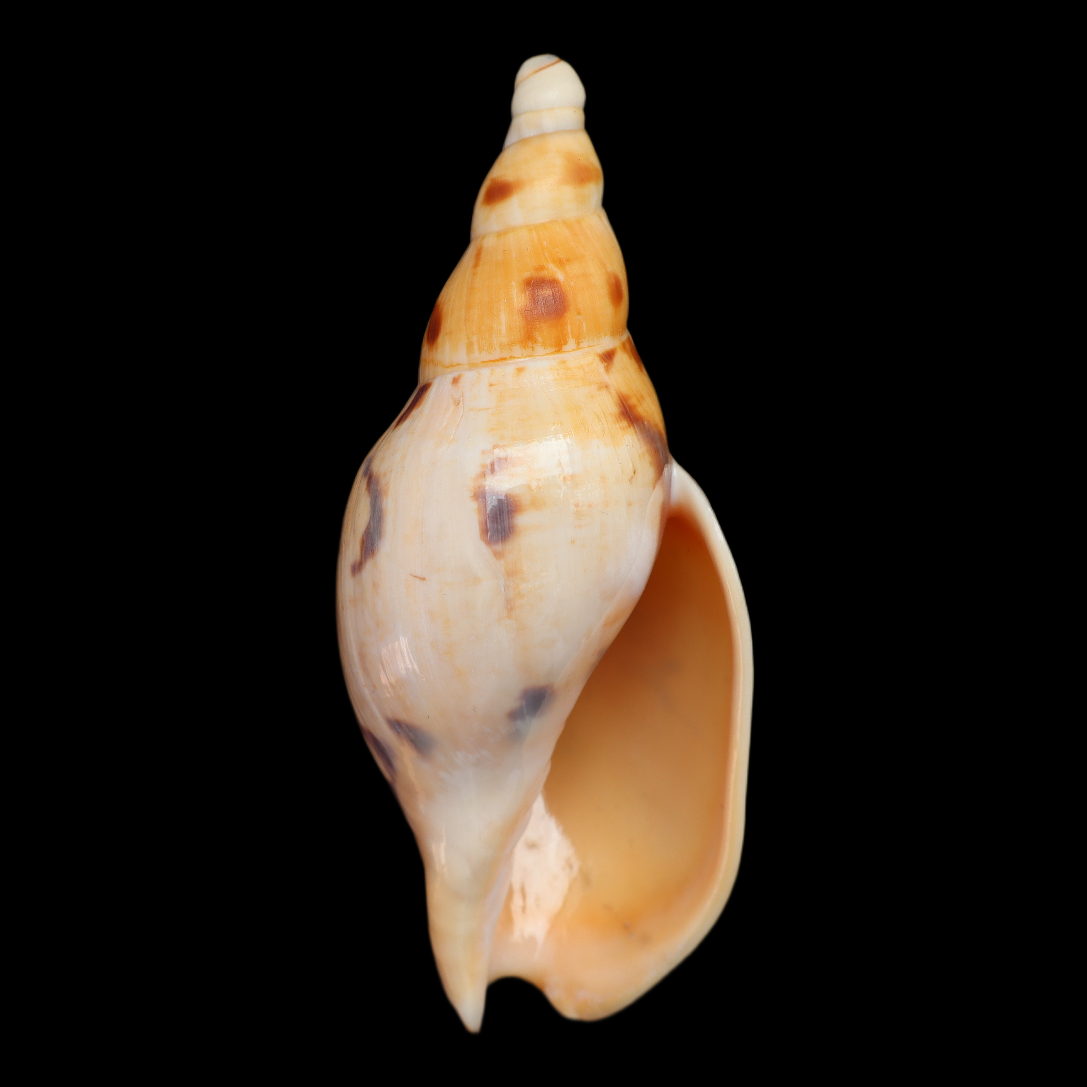 VO112 Ericusa fulgetrum lunisligata