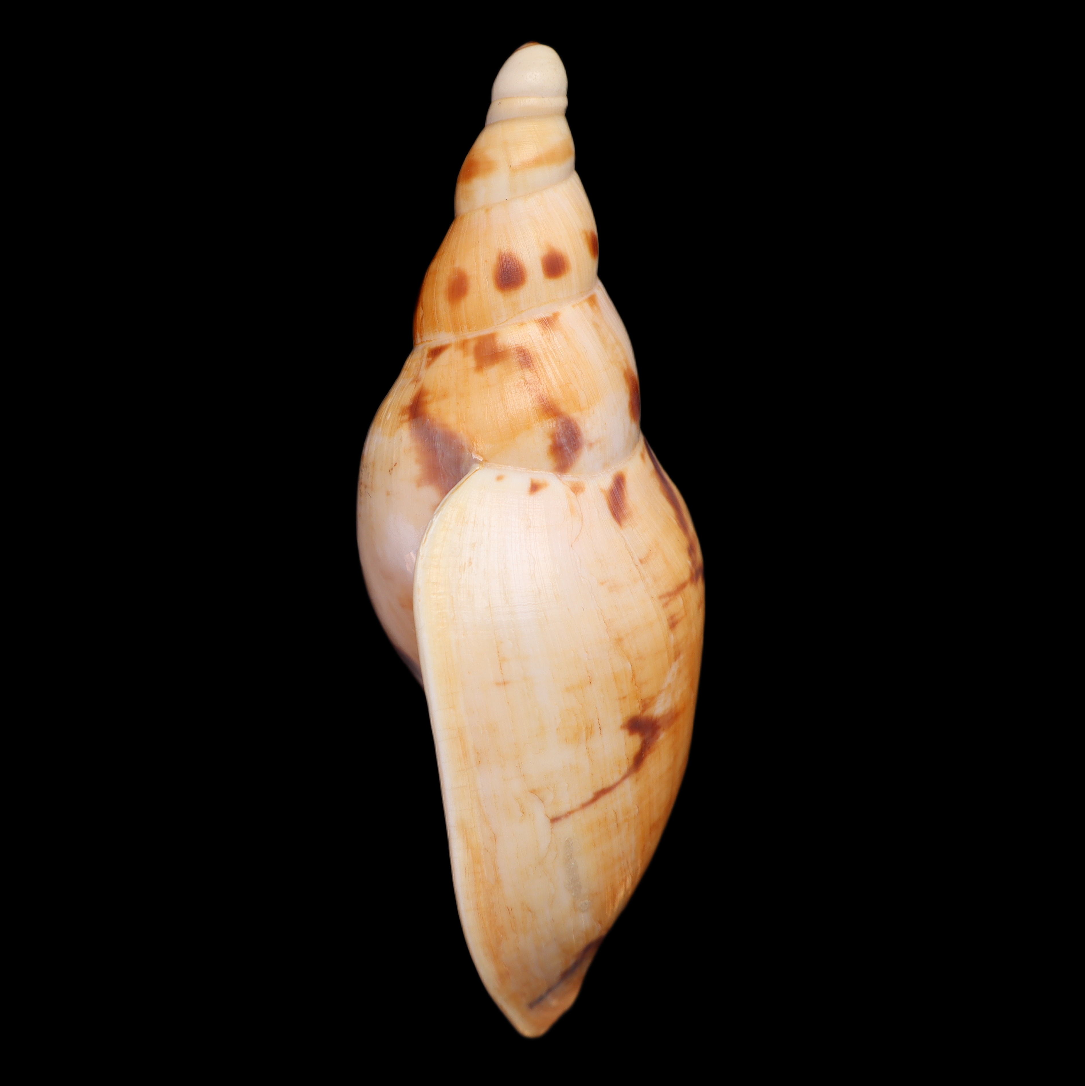 VO112 Ericusa fulgetrum lunisligata