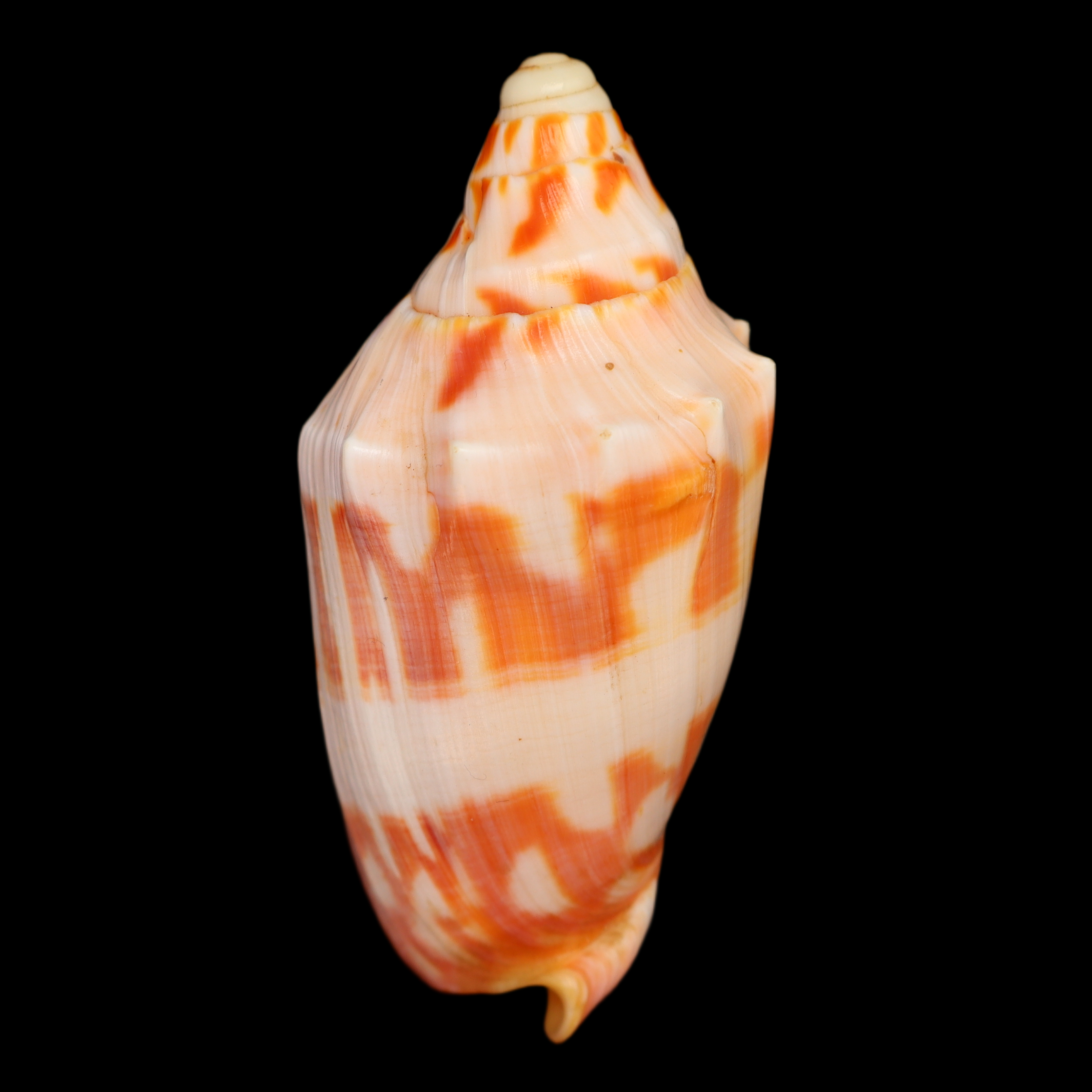 VO822 Cymbiola deshayesi