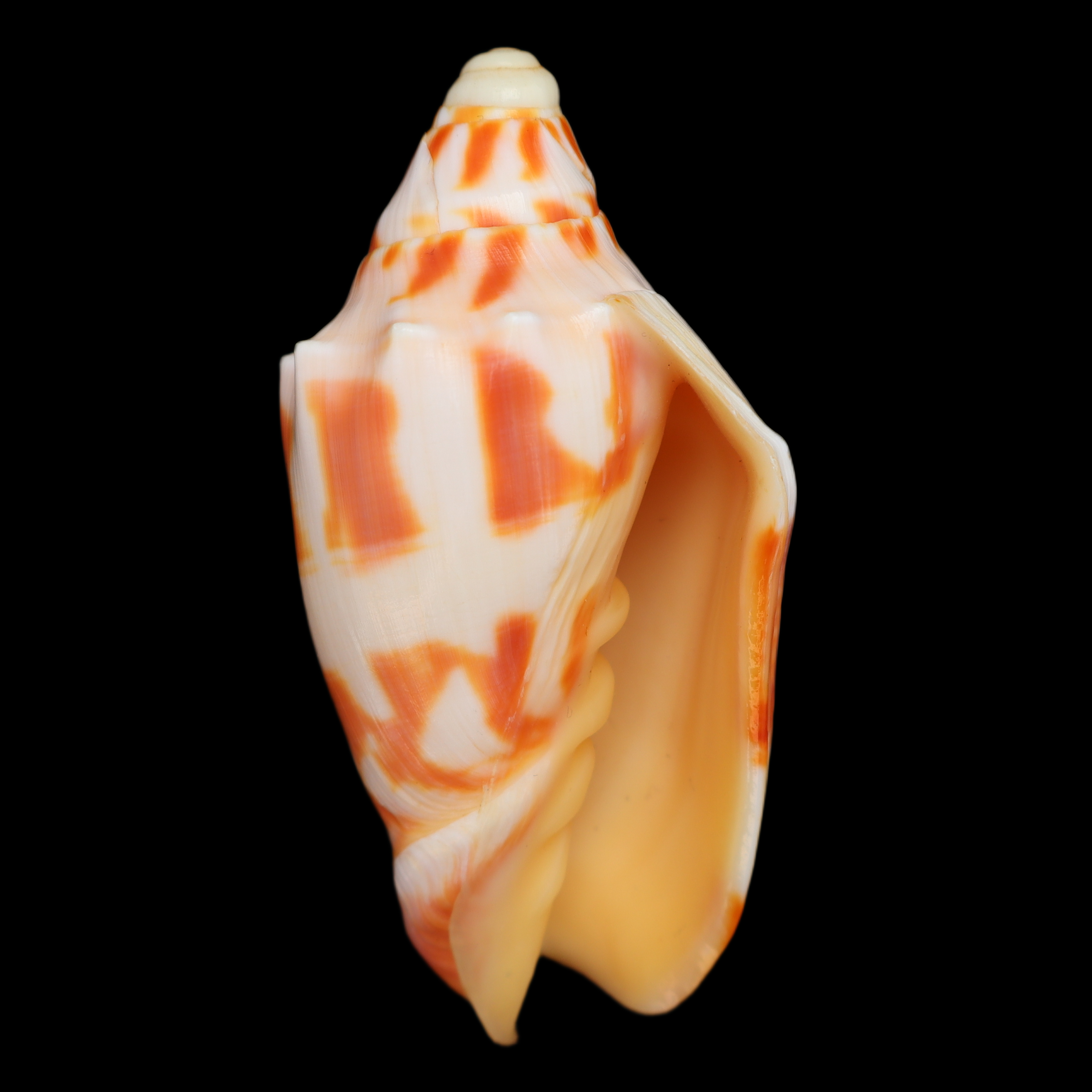 VO822 Cymbiola deshayesi