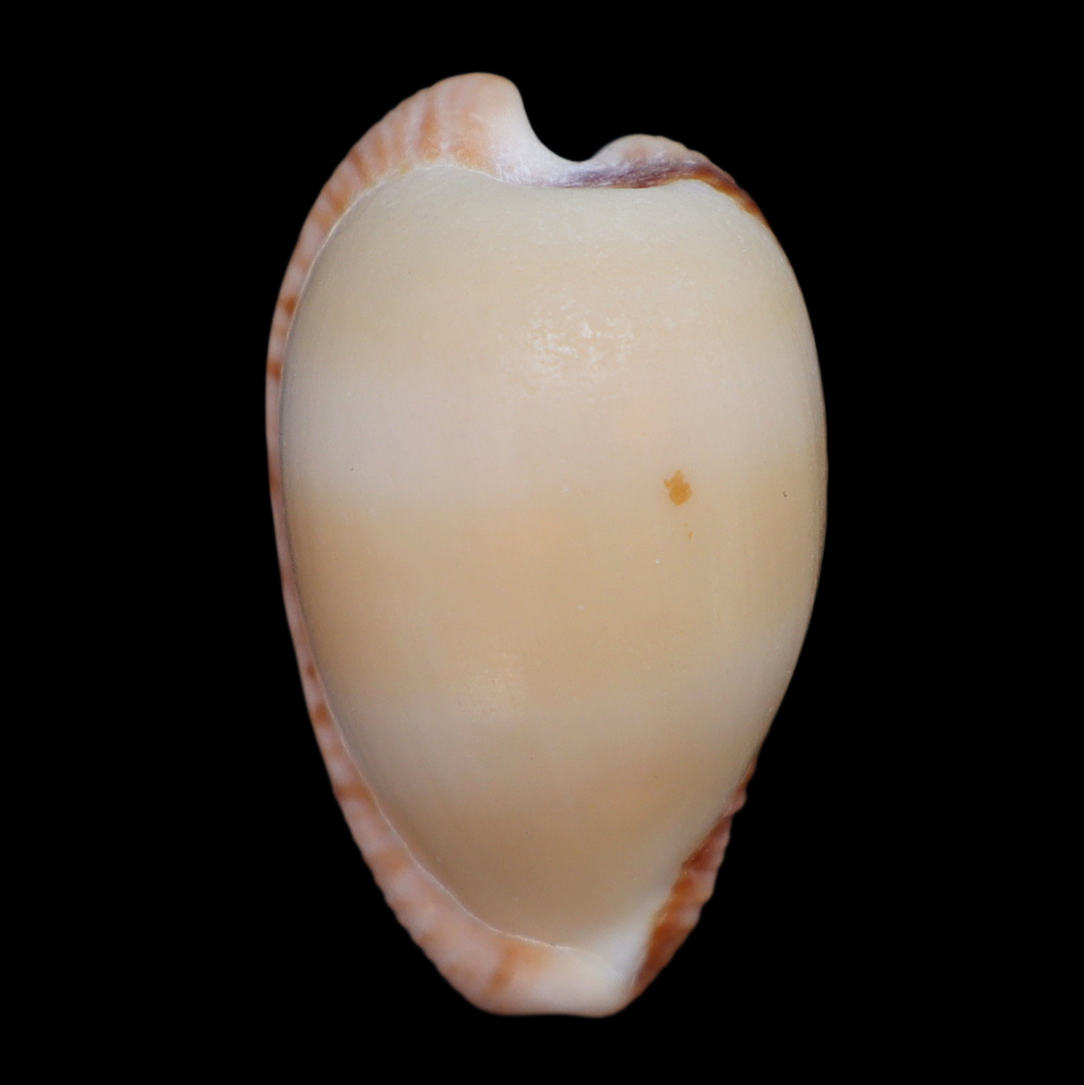 CY235 Cypraeovula amphithales