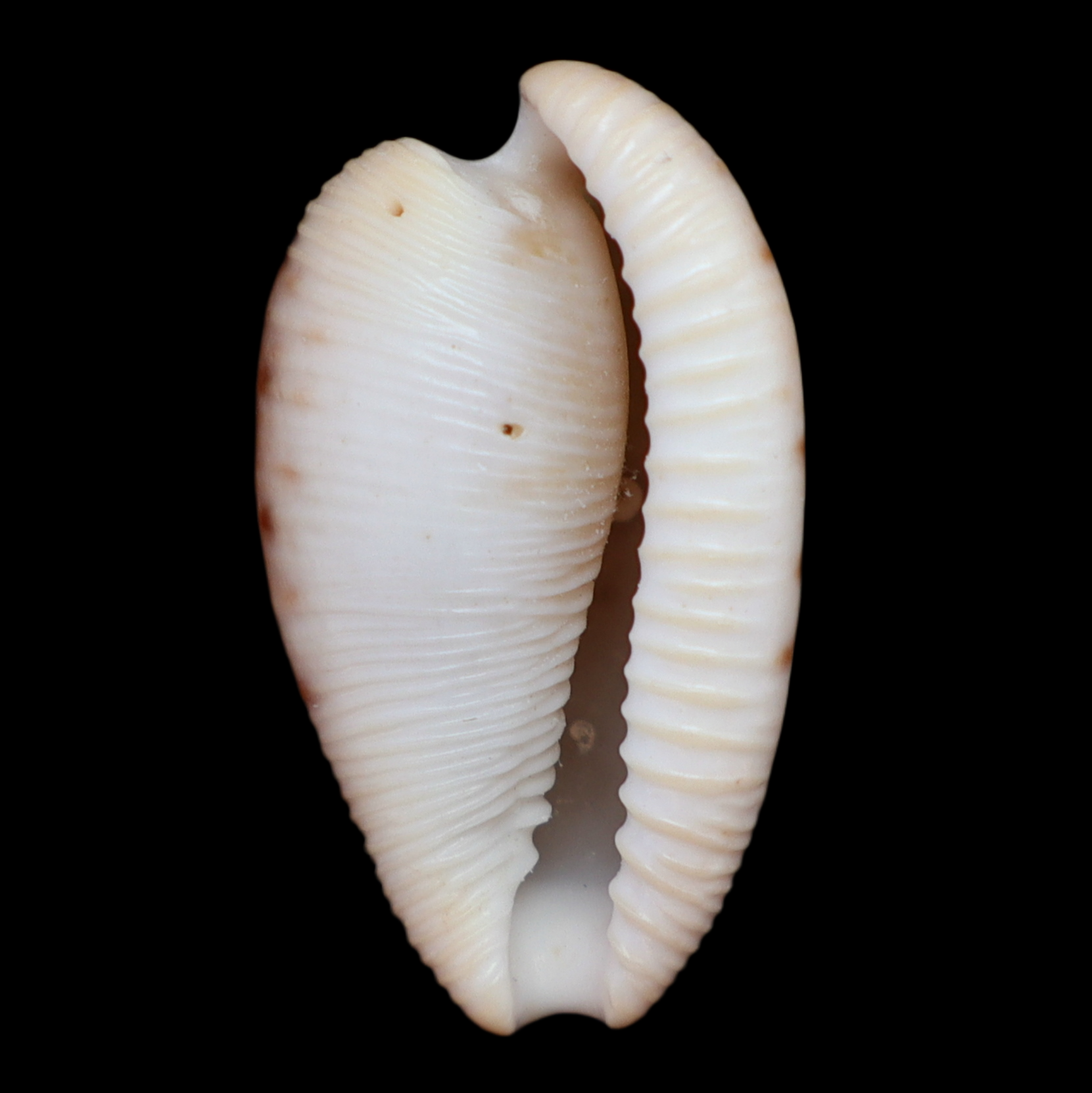CY235 Cypraeovula amphithales