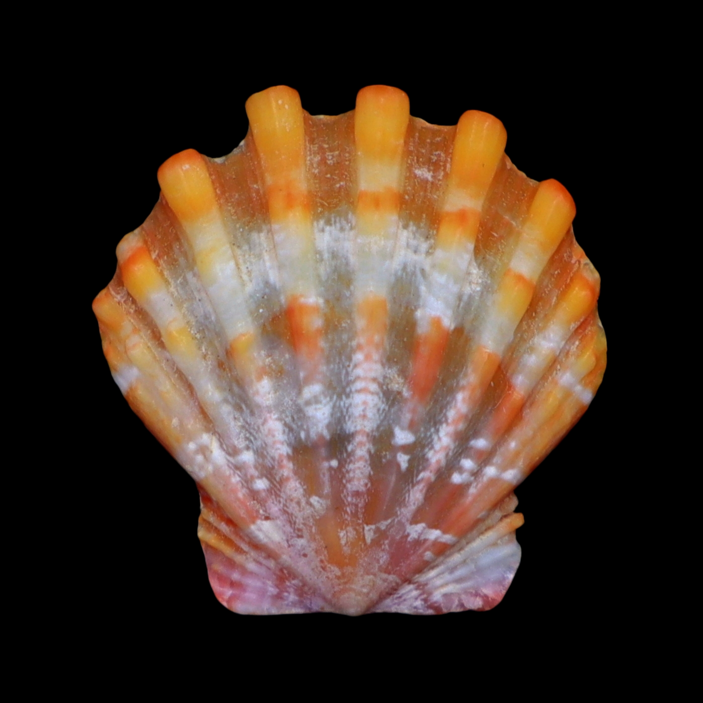PC181 Bractechlamys langfordi