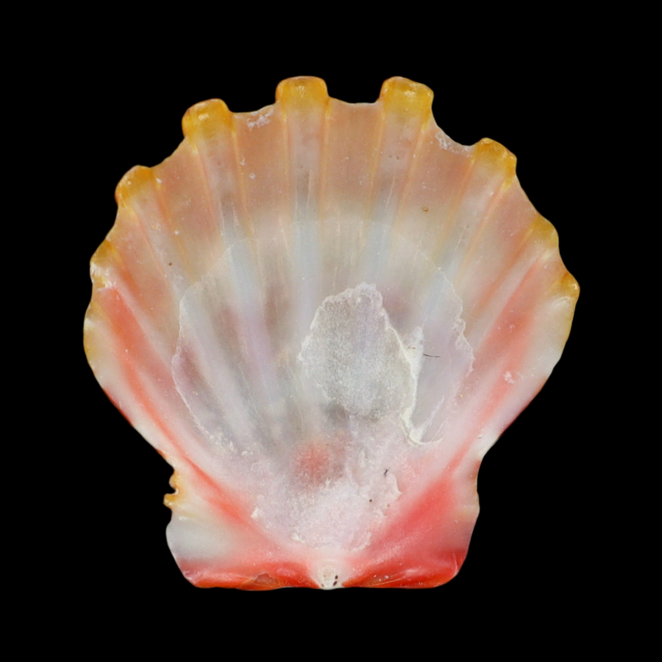 PC181 Bractechlamys langfordi