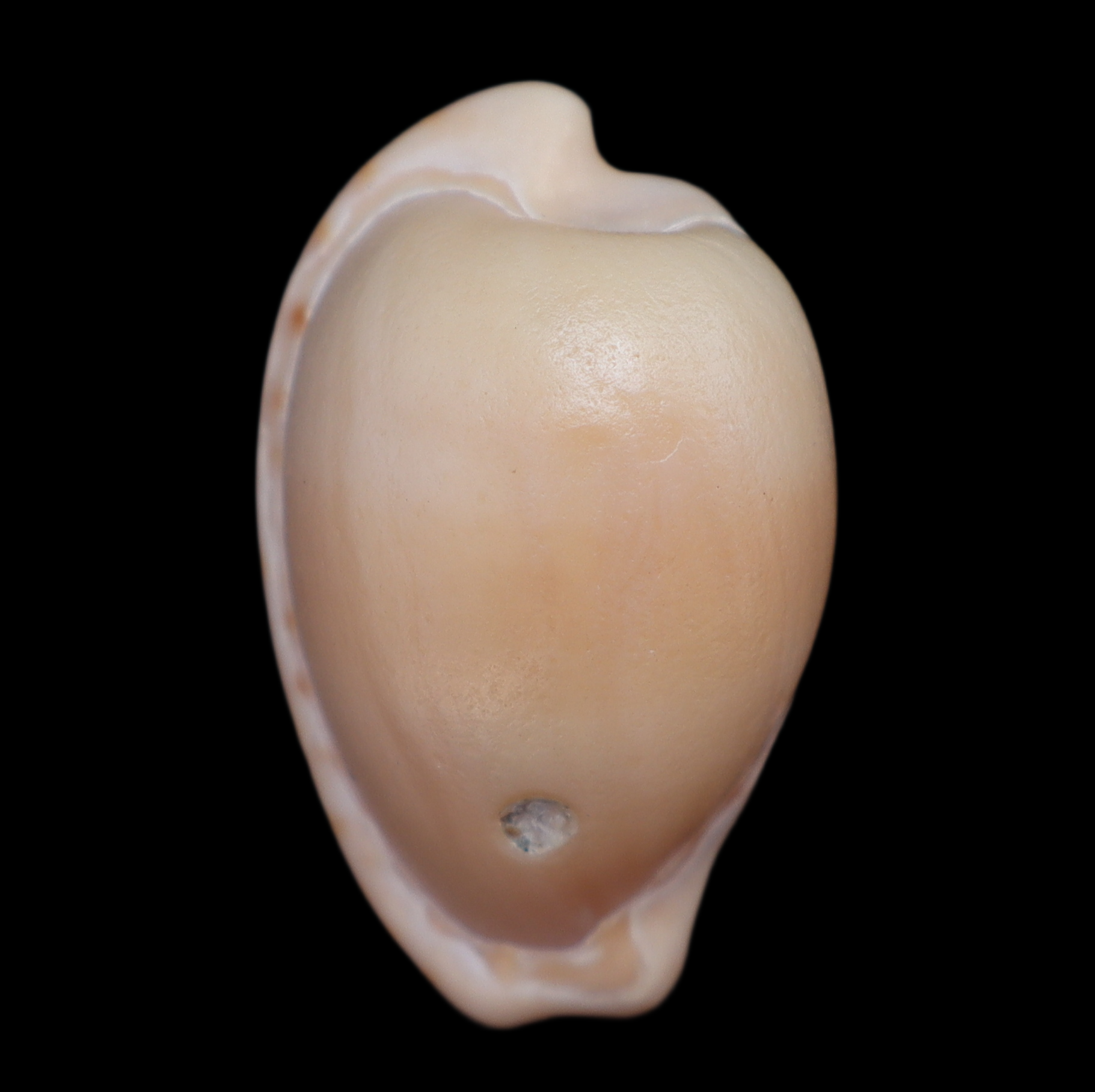 CY292 Cypraeovula cohenae