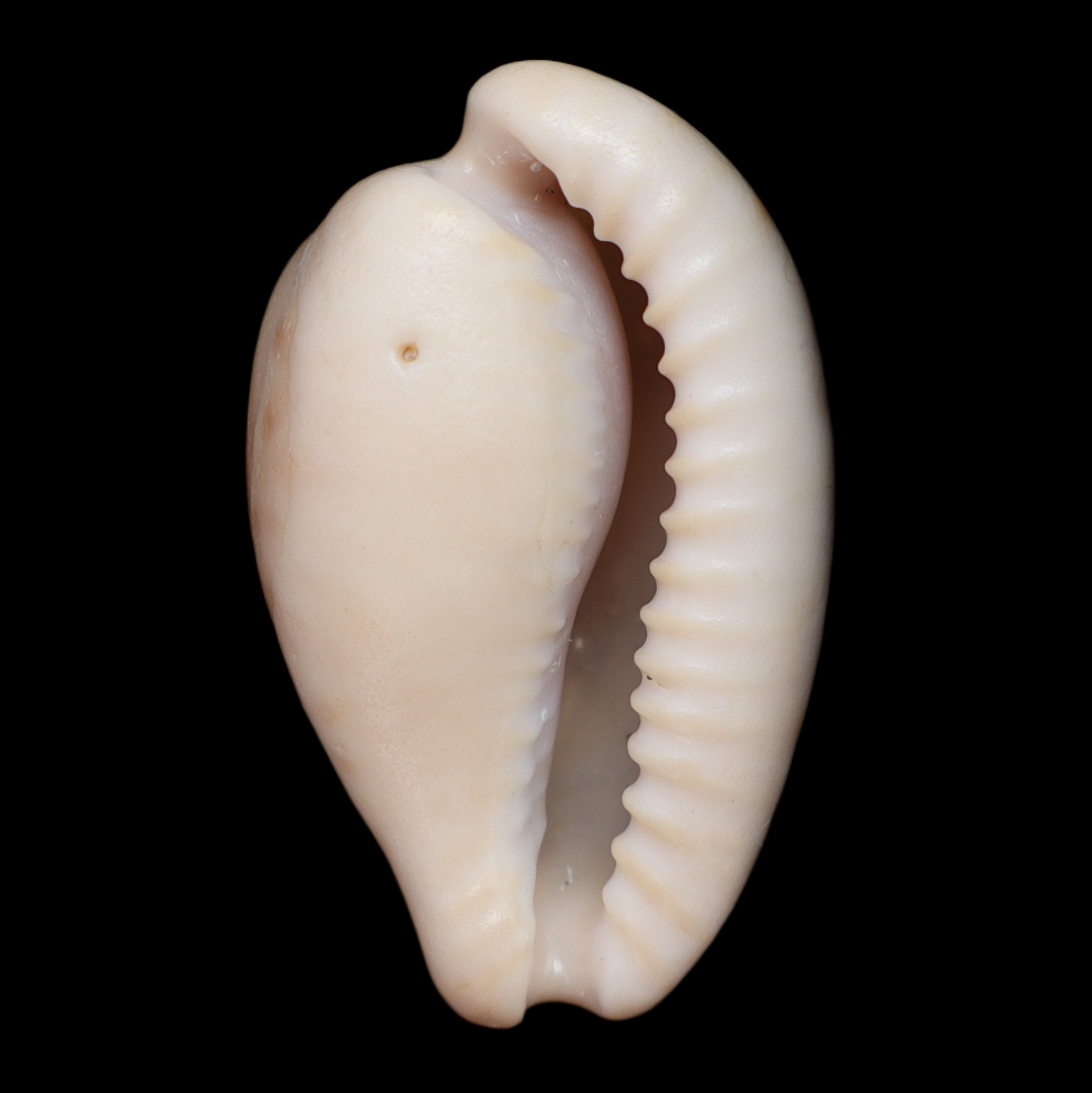 CY292 Cypraeovula cohenae