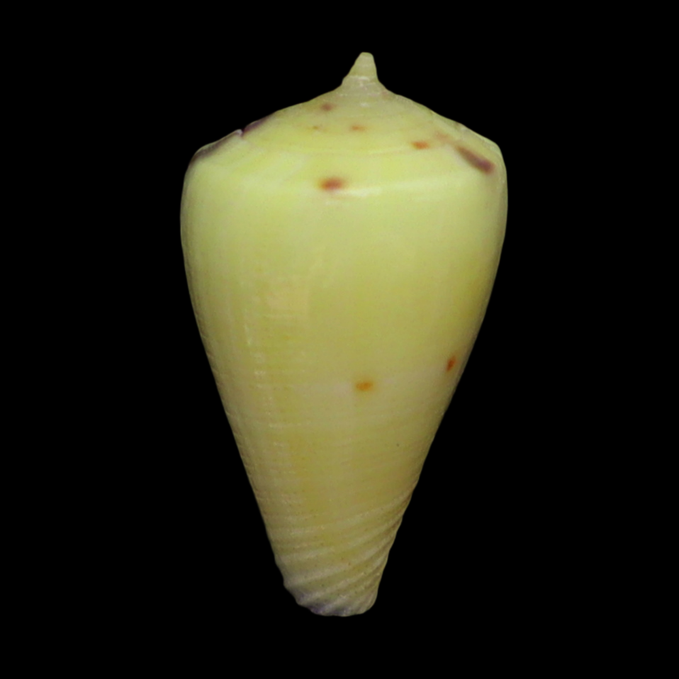 CO145 Rhizoconus vexillum sulphuratus