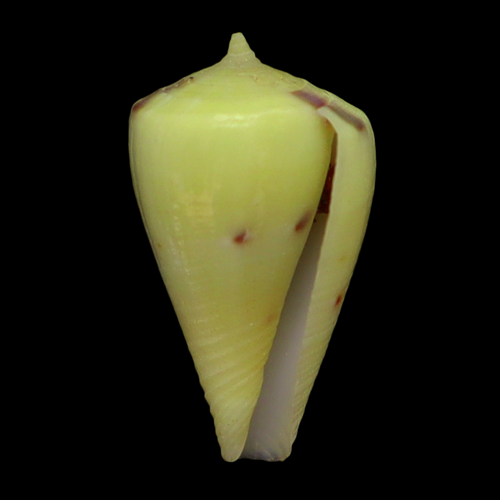 CO145 Rhizoconus vexillum sulphuratus