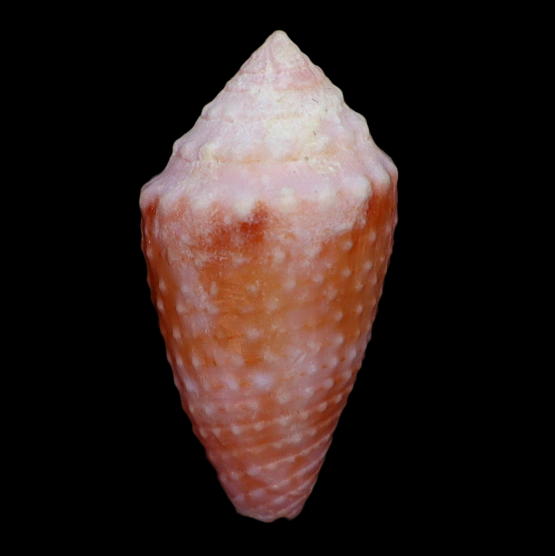 CO179 Conasprella vanhyningi