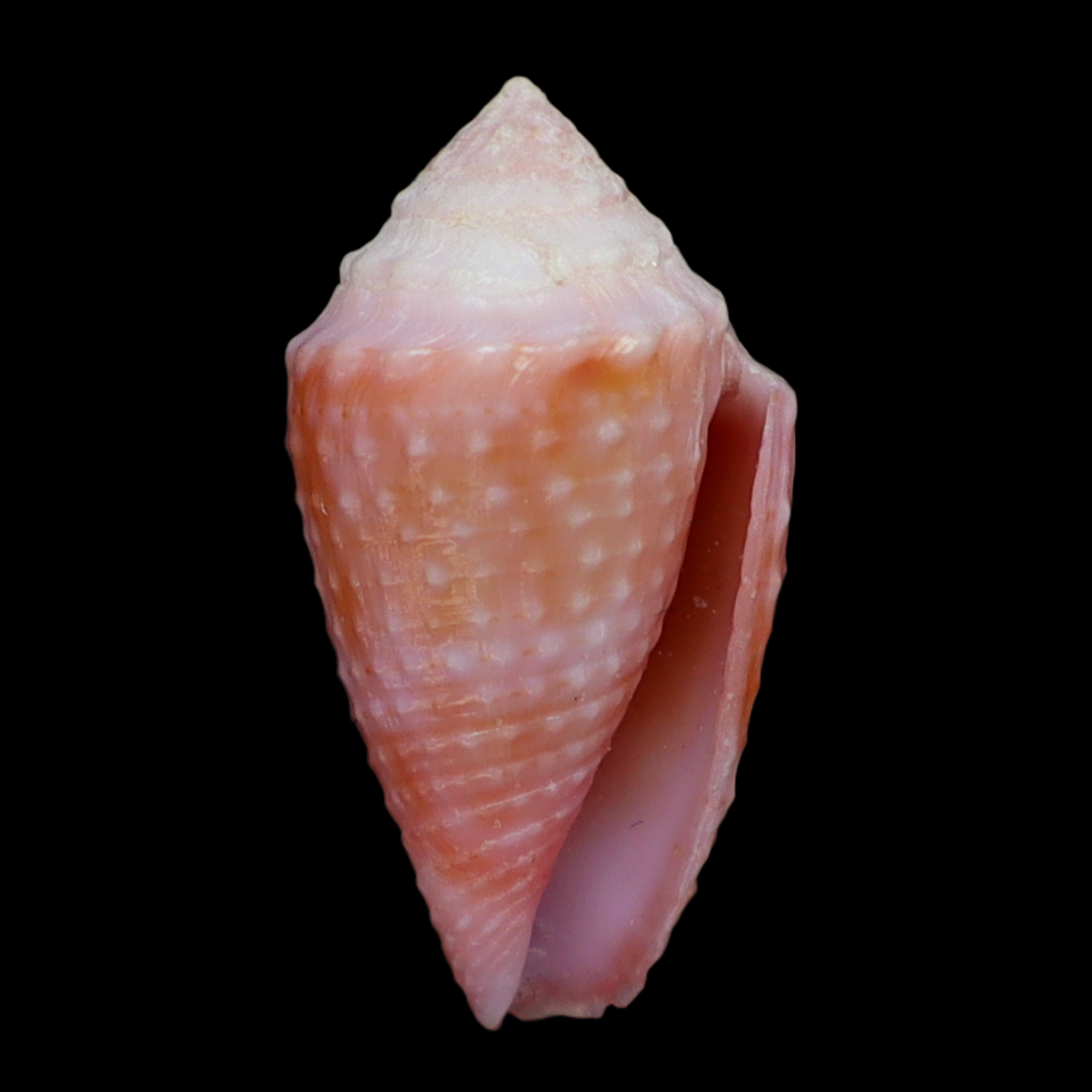 CO179 Conasprella vanhyningi