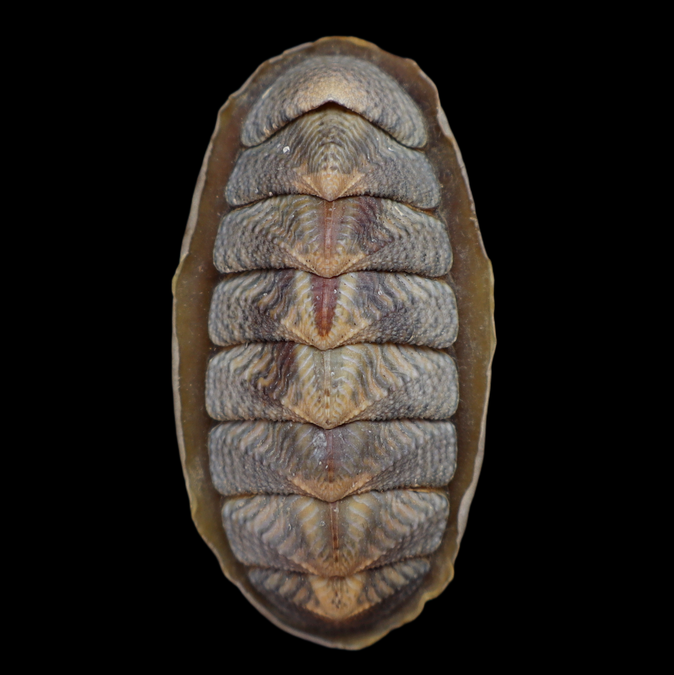 CH380 Tonicella lineata