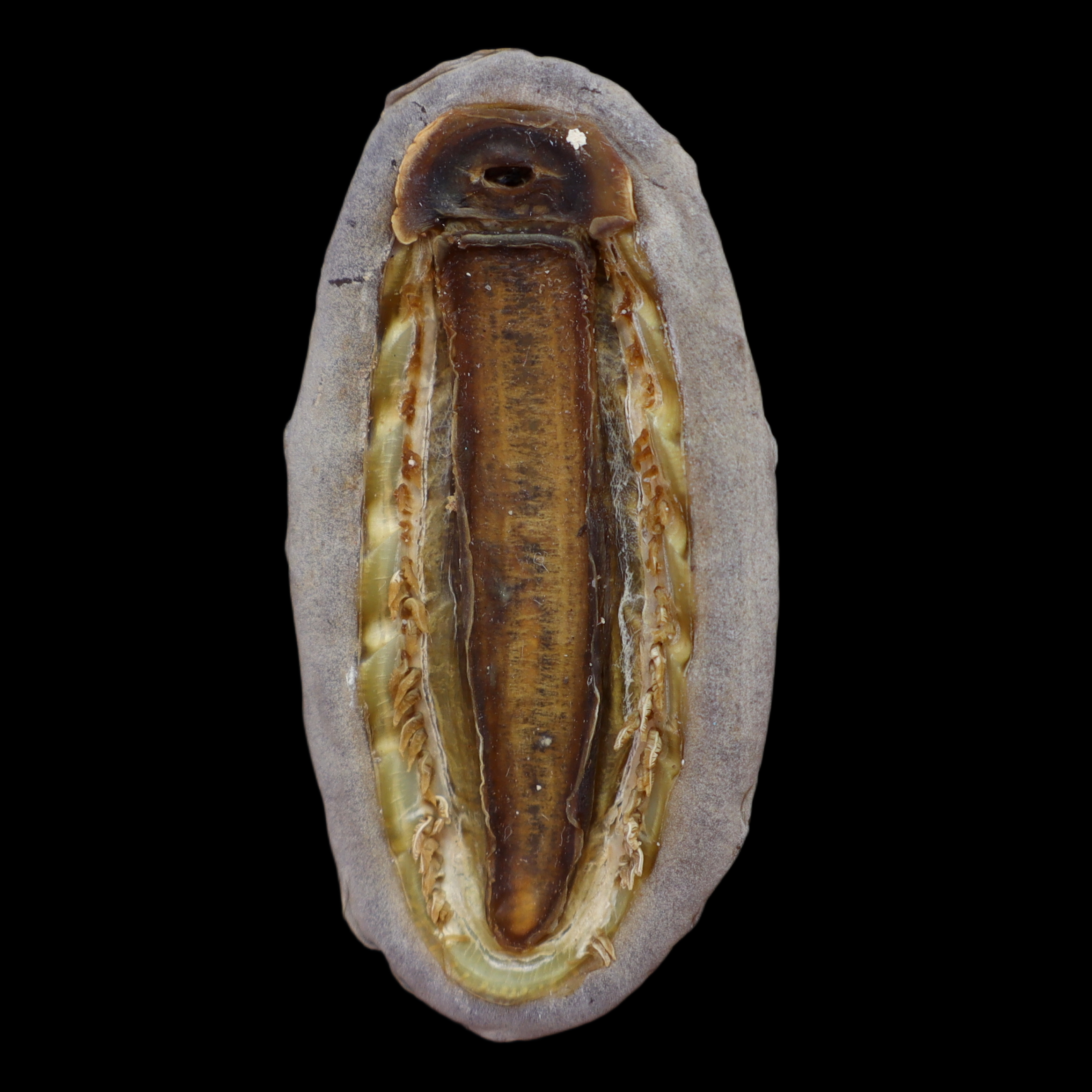 CH380 Tonicella lineata