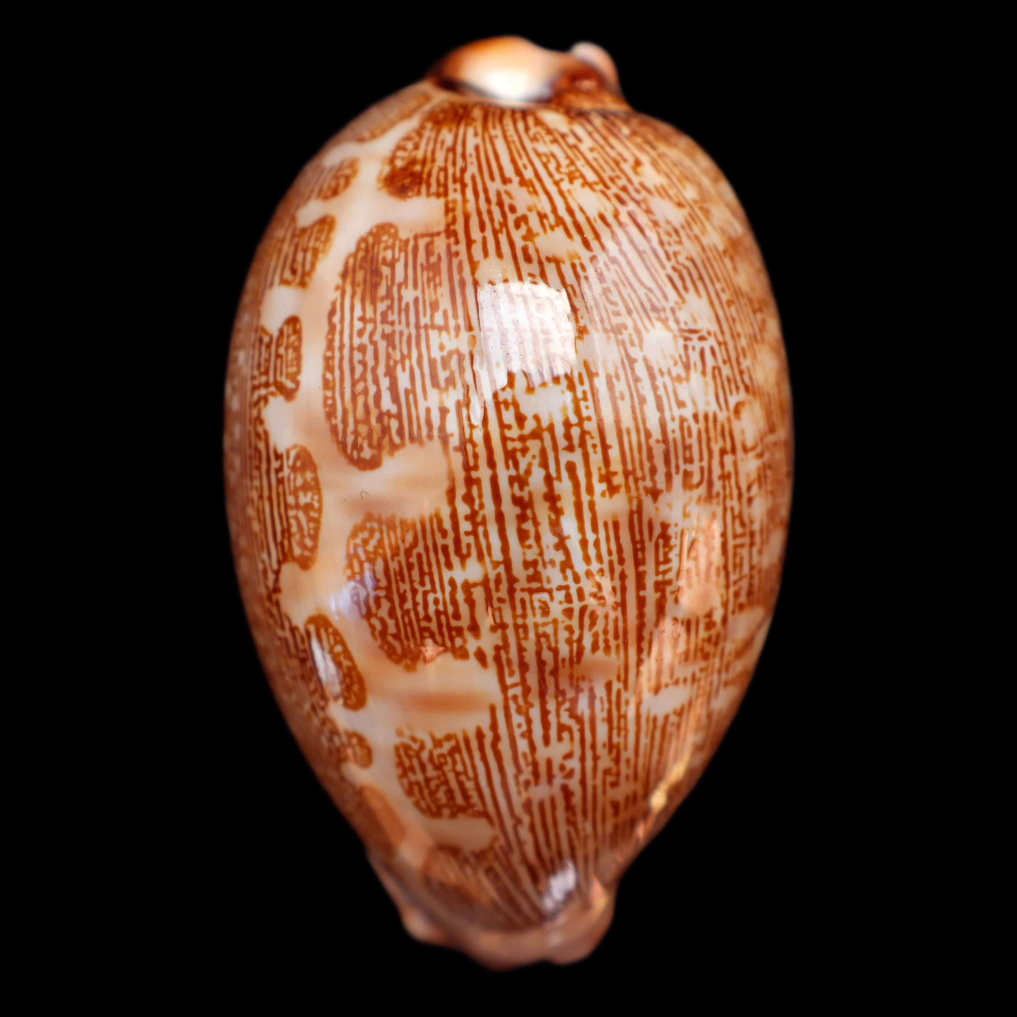 CY619 Leporicypraea mappa viridis guamensis