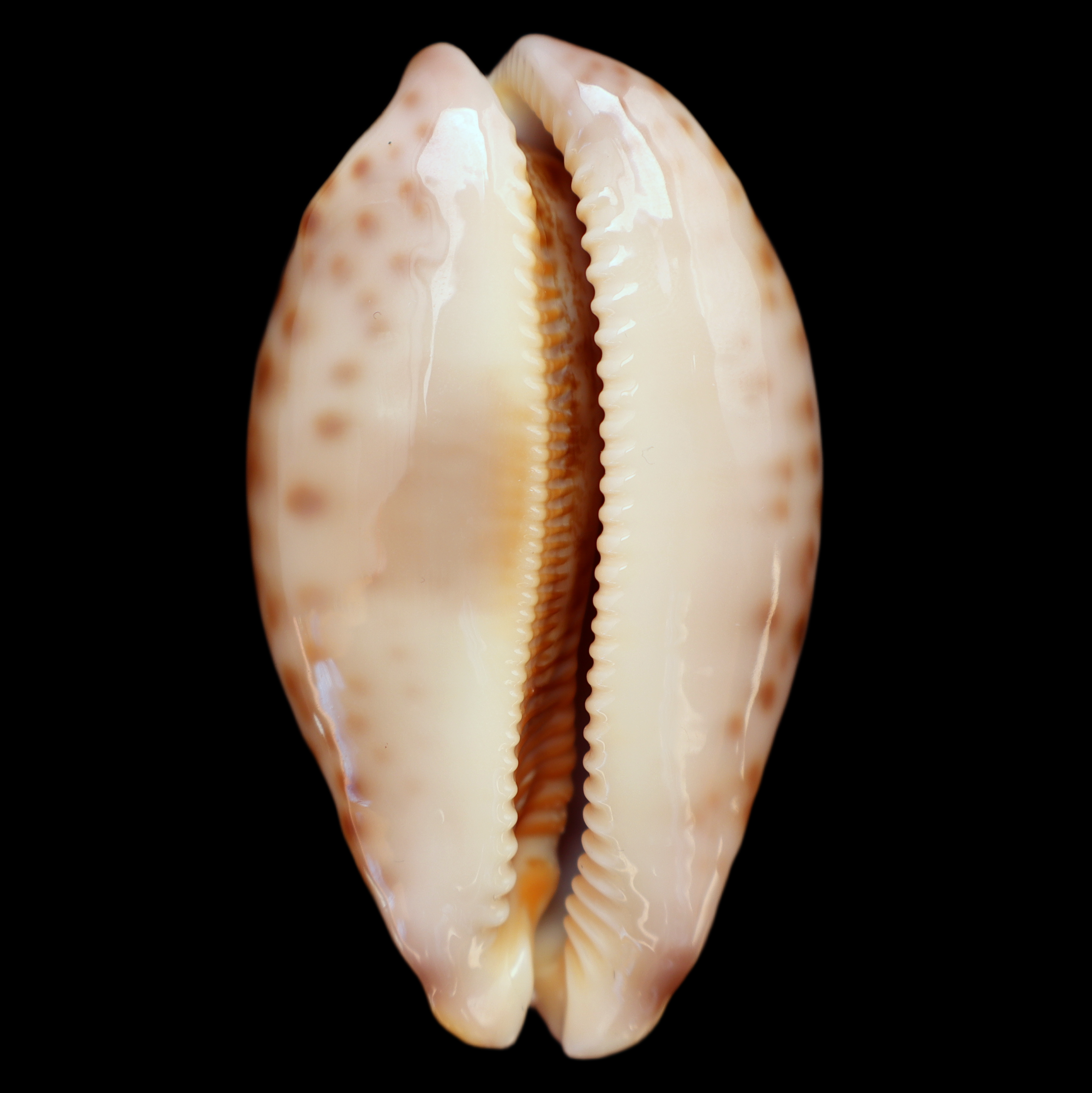 CY619 Leporicypraea mappa viridis guamensis