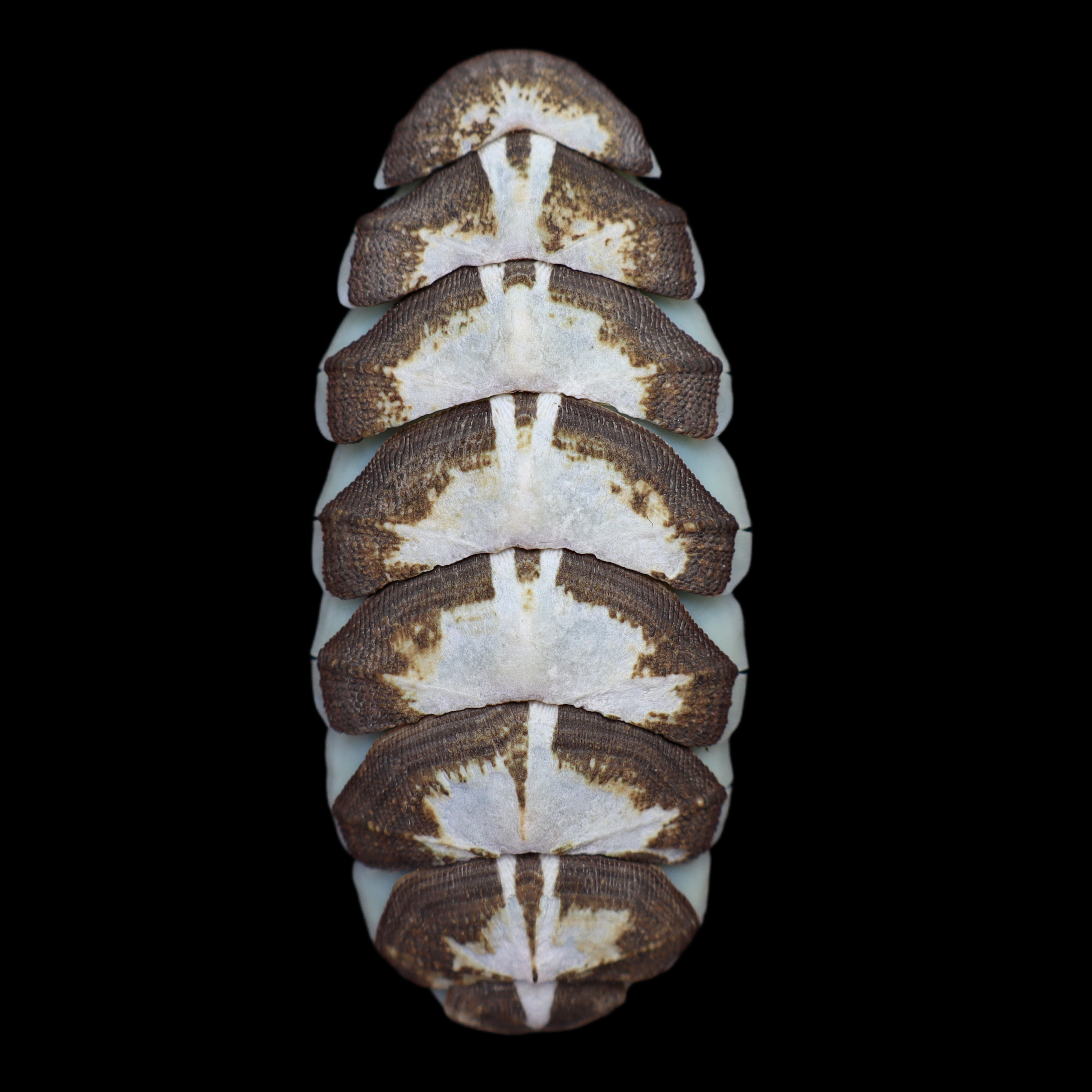 CH715 Mopalia muscosa