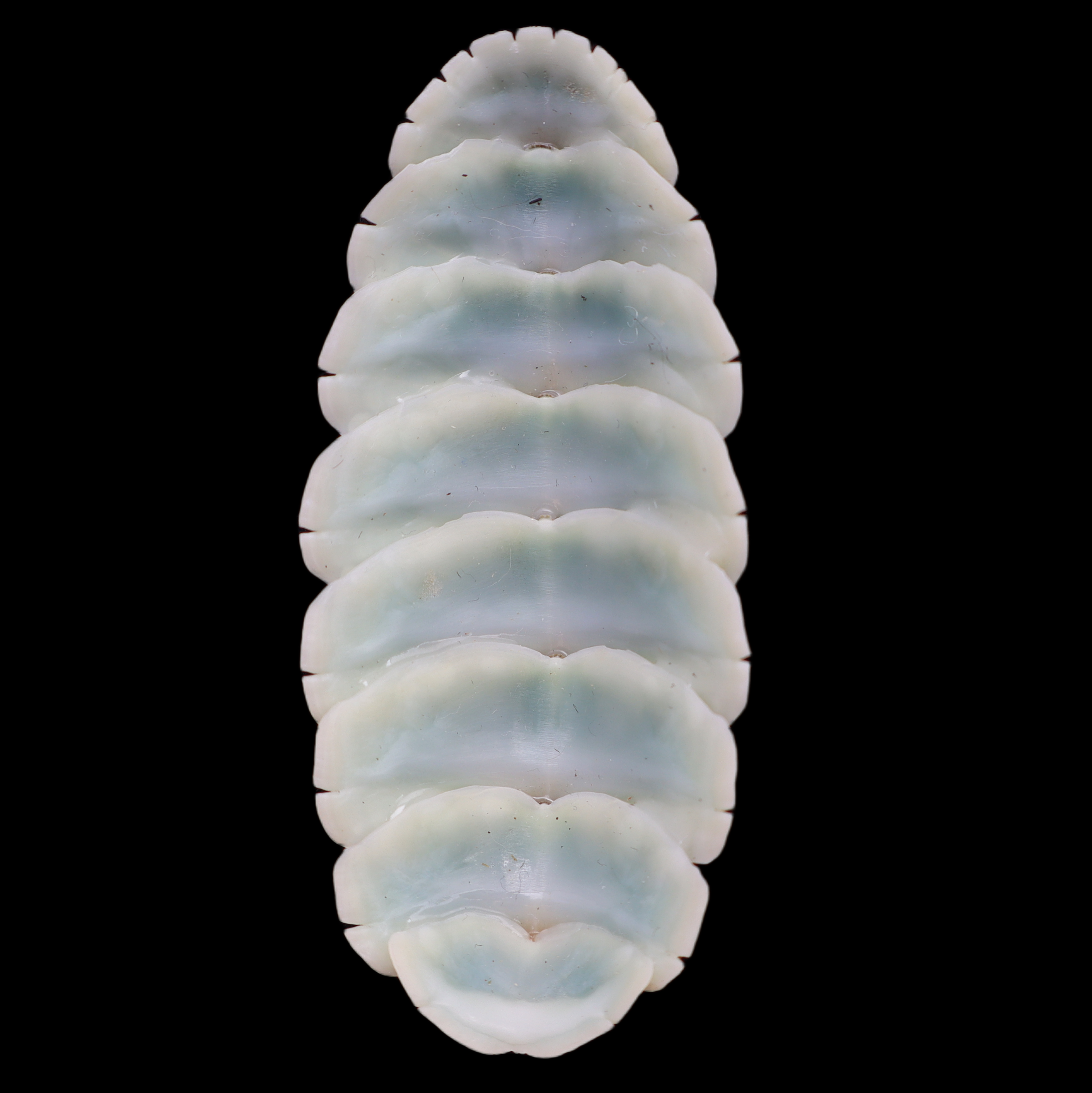 CH715 Mopalia muscosa