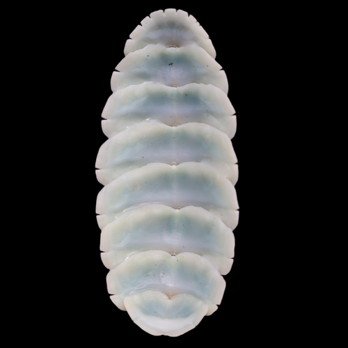 CH715 Mopalia muscosa