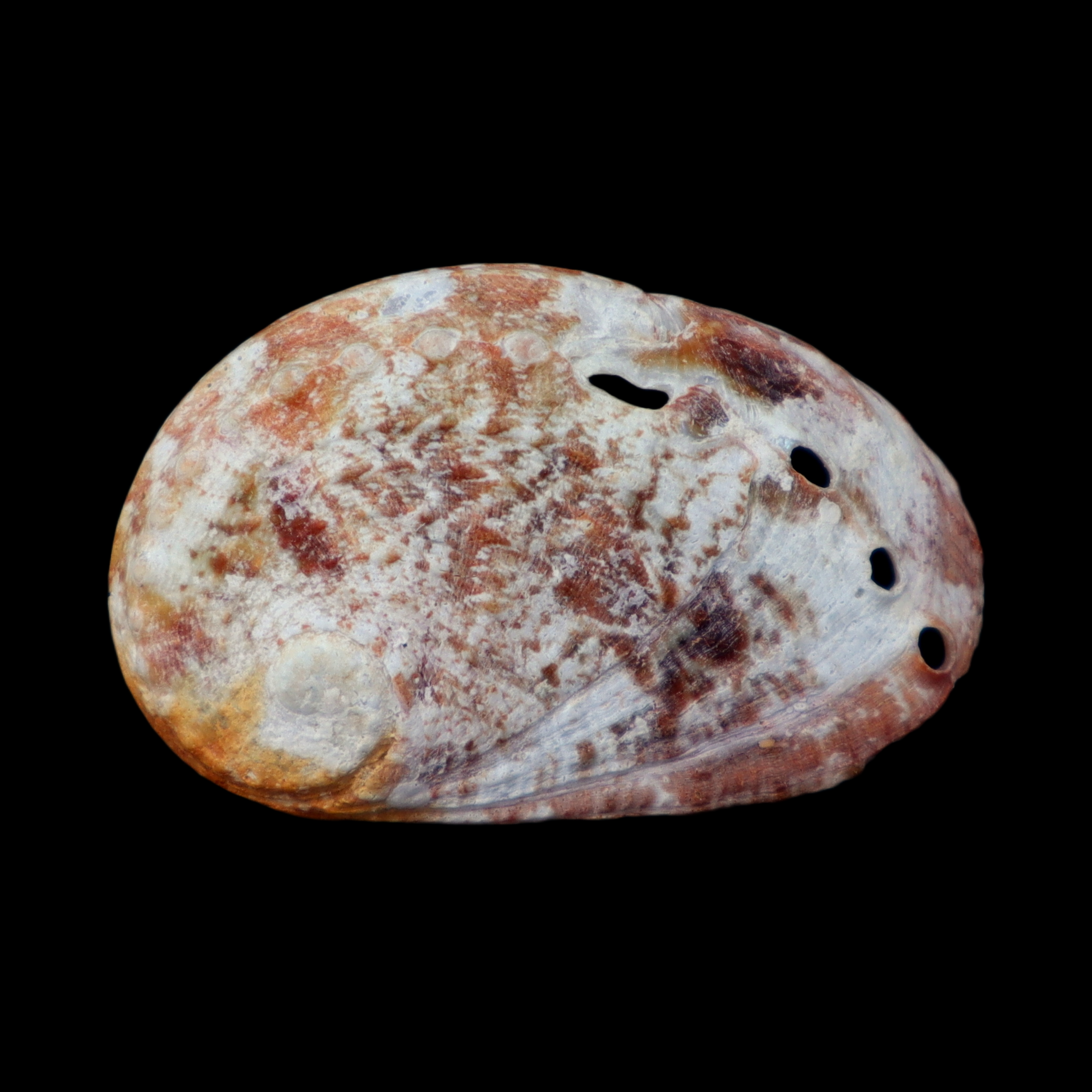 HA314 Haliotis unilateralis