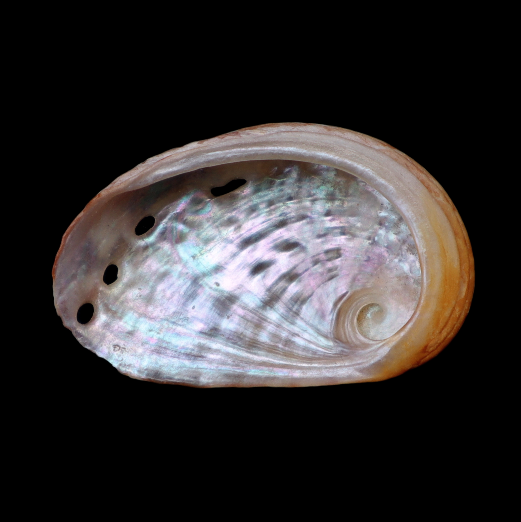 HA314 Haliotis unilateralis