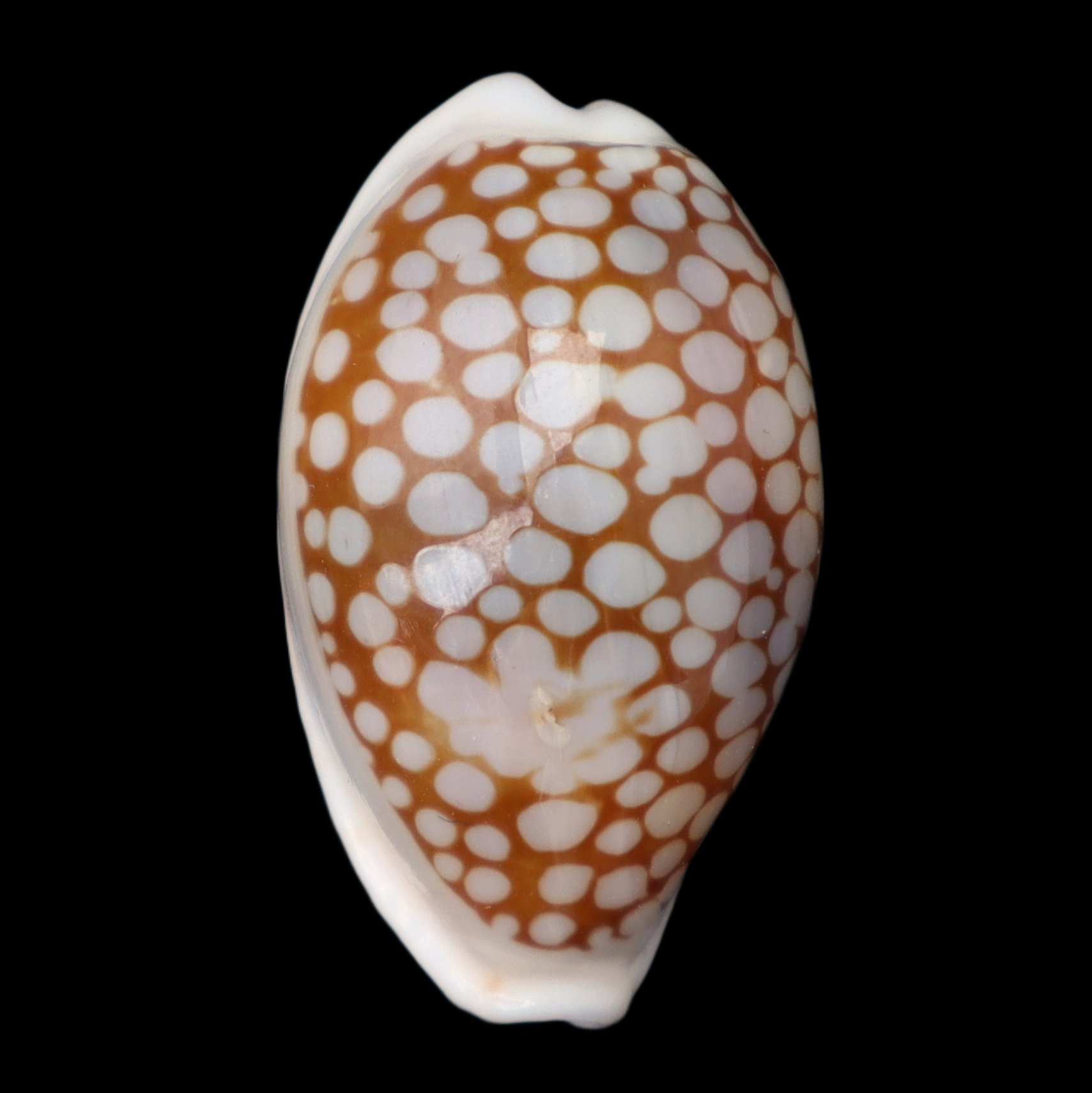 CY282 Cribrarula esontropia francescoi
