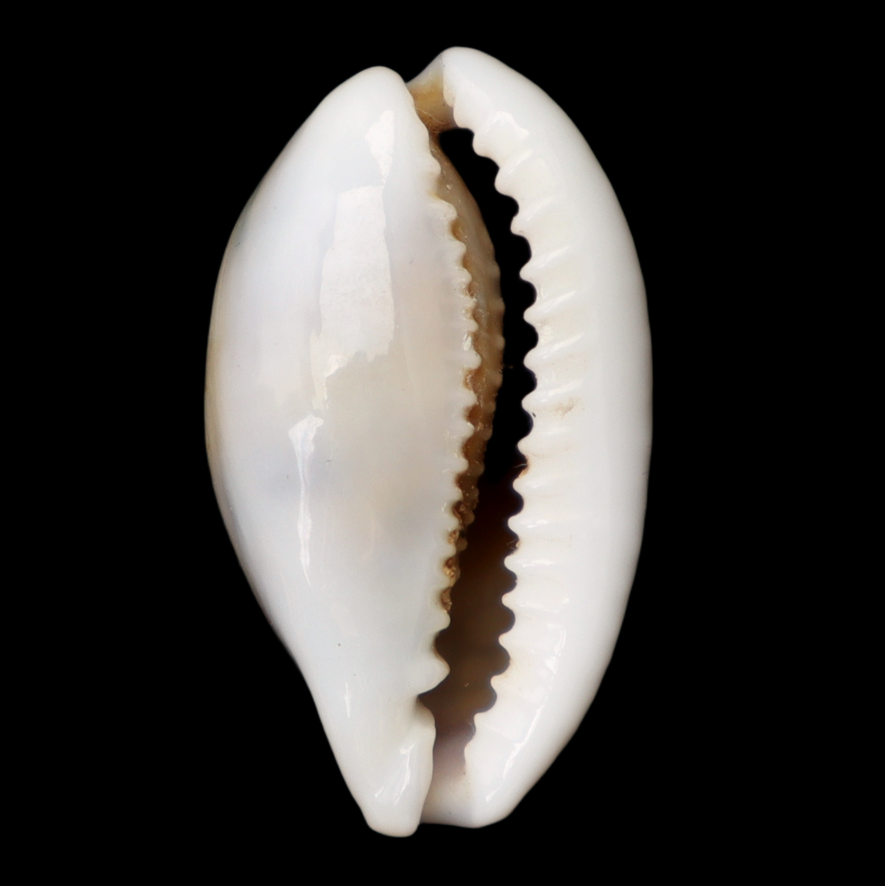 CY282 Cribrarula esontropia francescoi