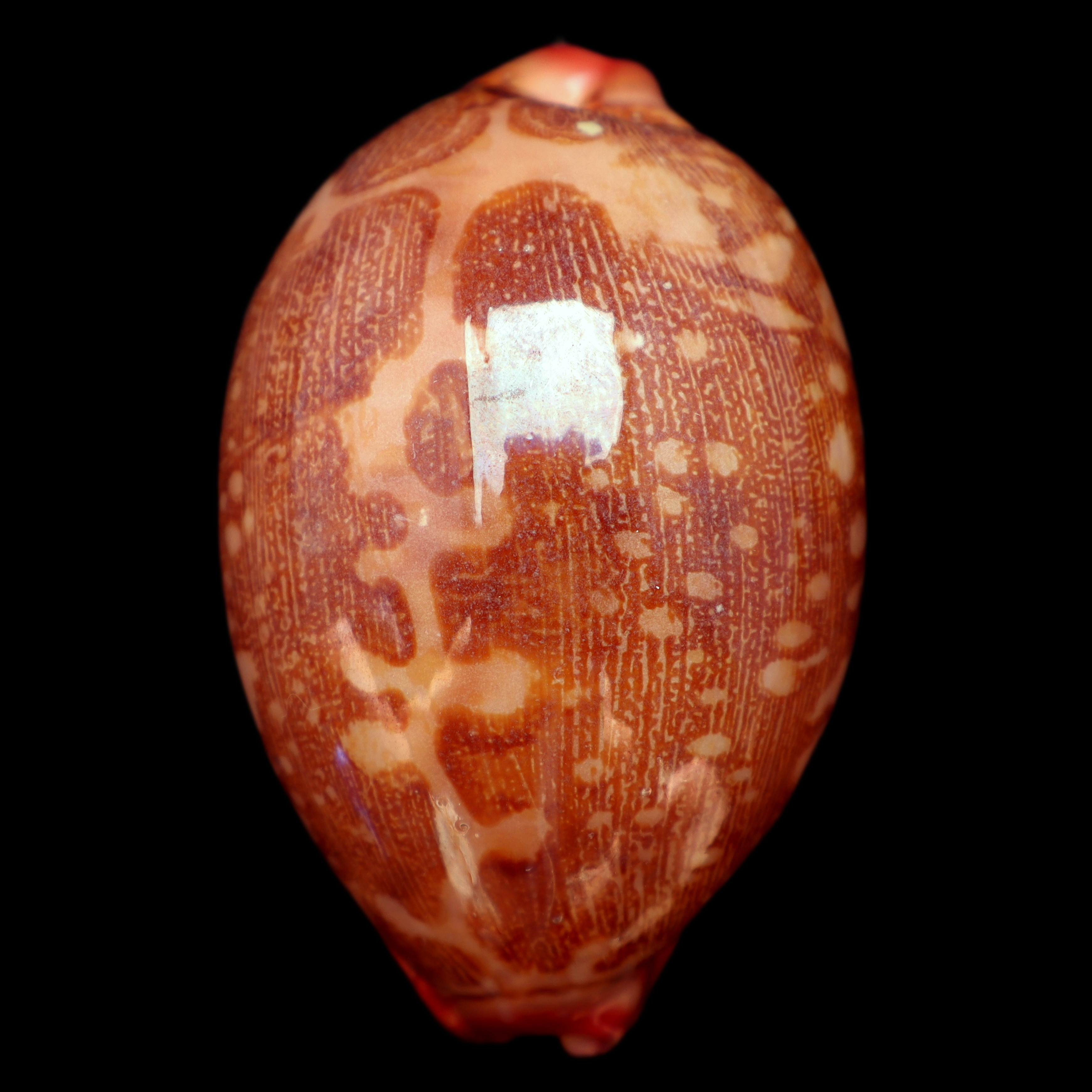 CY764 Leporicypraea mappa alga